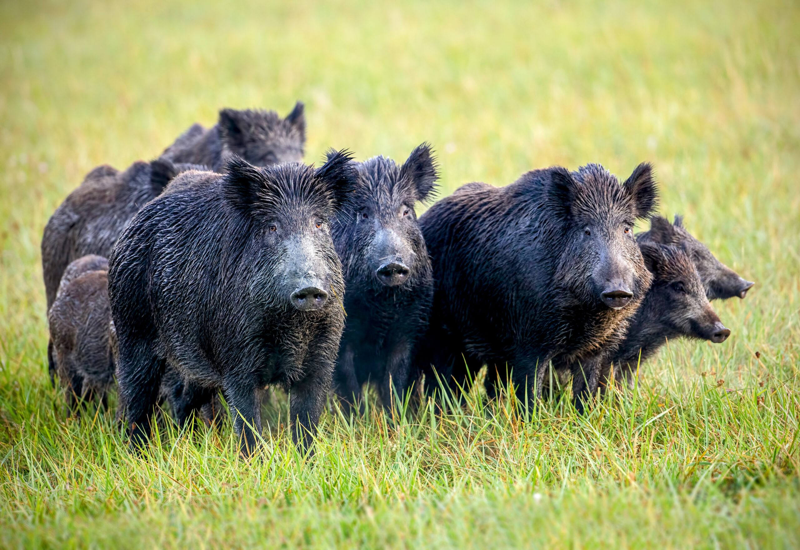 Tracking Study On Wild Pigs Reveals When They Move And Why Earth