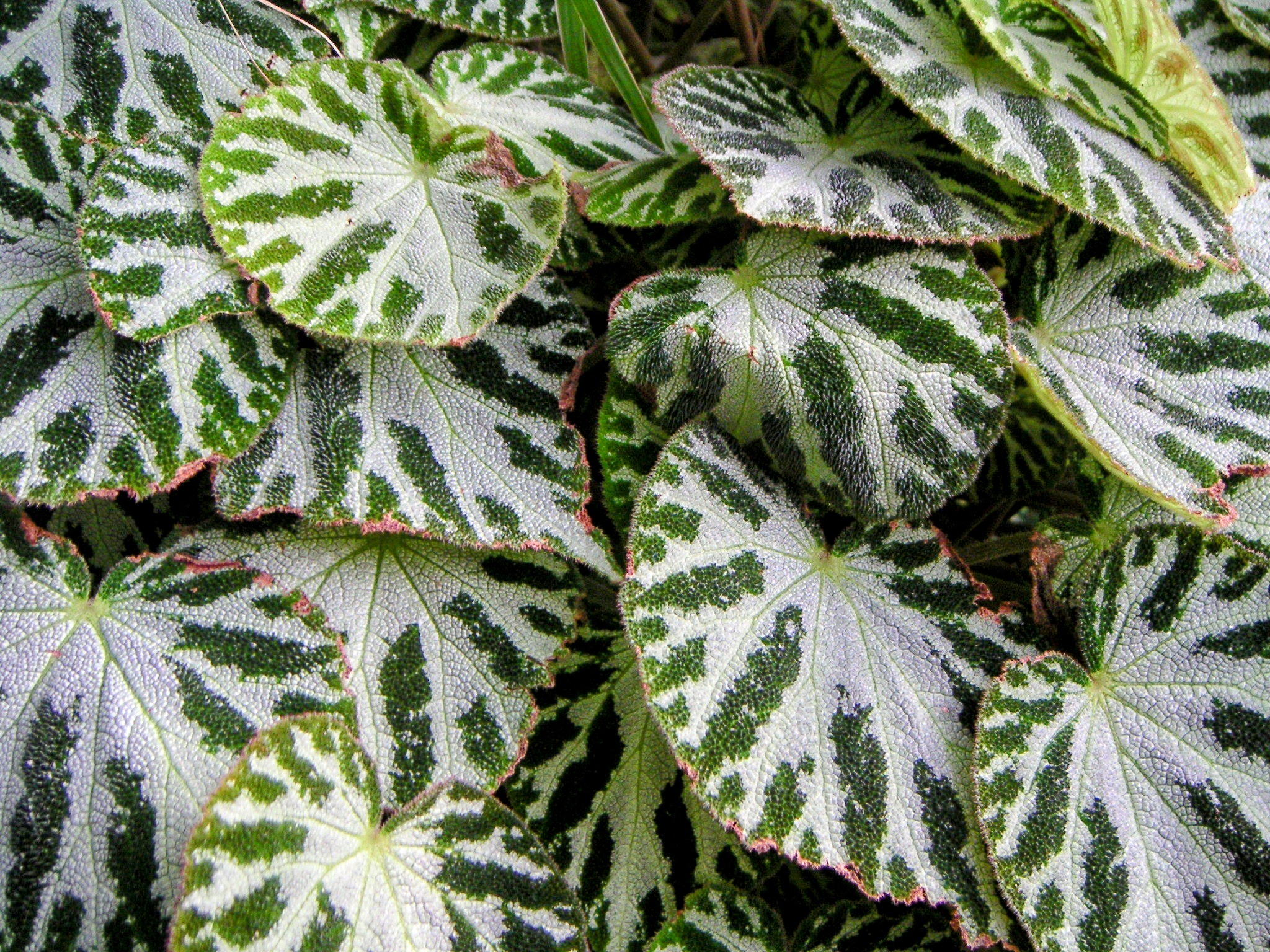 World's tallest Begonia species discovered in Tibet - Earth.com