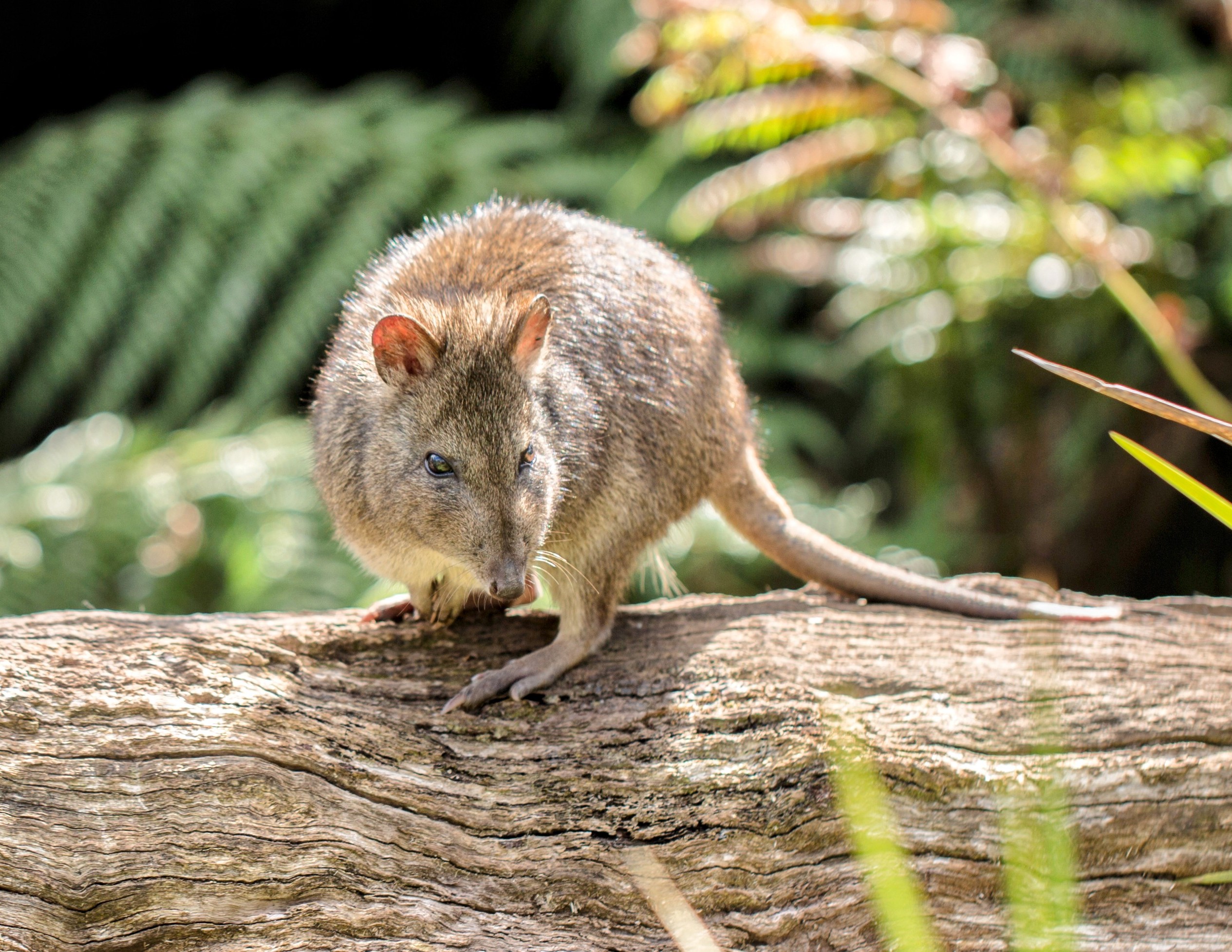 World’s rarest marsupial was unwittingly saved by Prince Philip