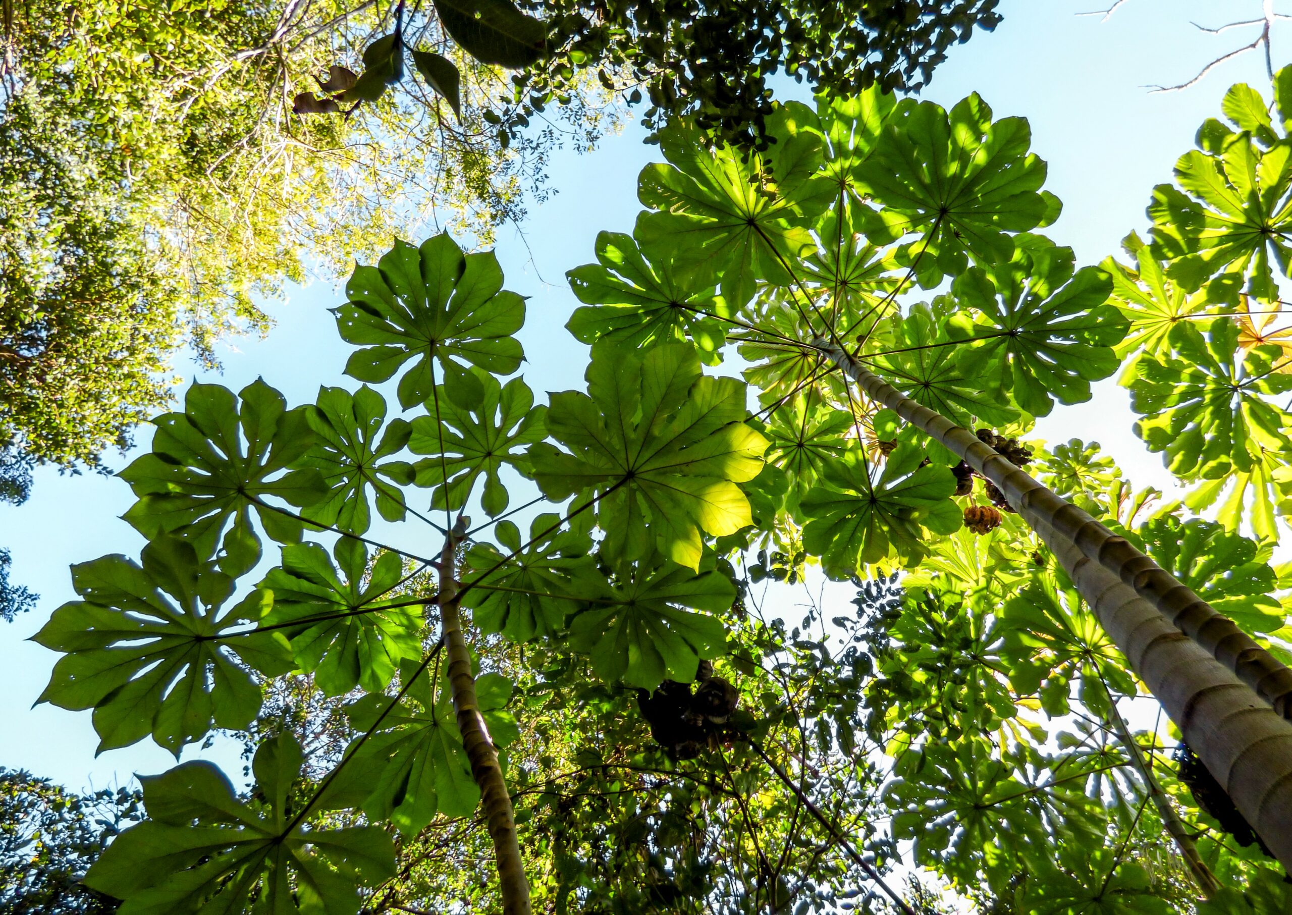 Cecropia Trees For Sale: Expert Advice & Top Picks - rskmcs9
