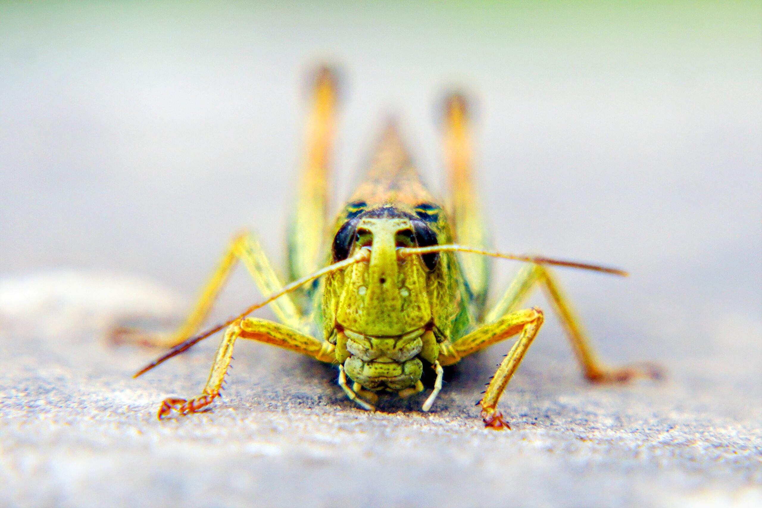 The Surprisingly Diverse Sounds Of Locusts - 7cpxjia