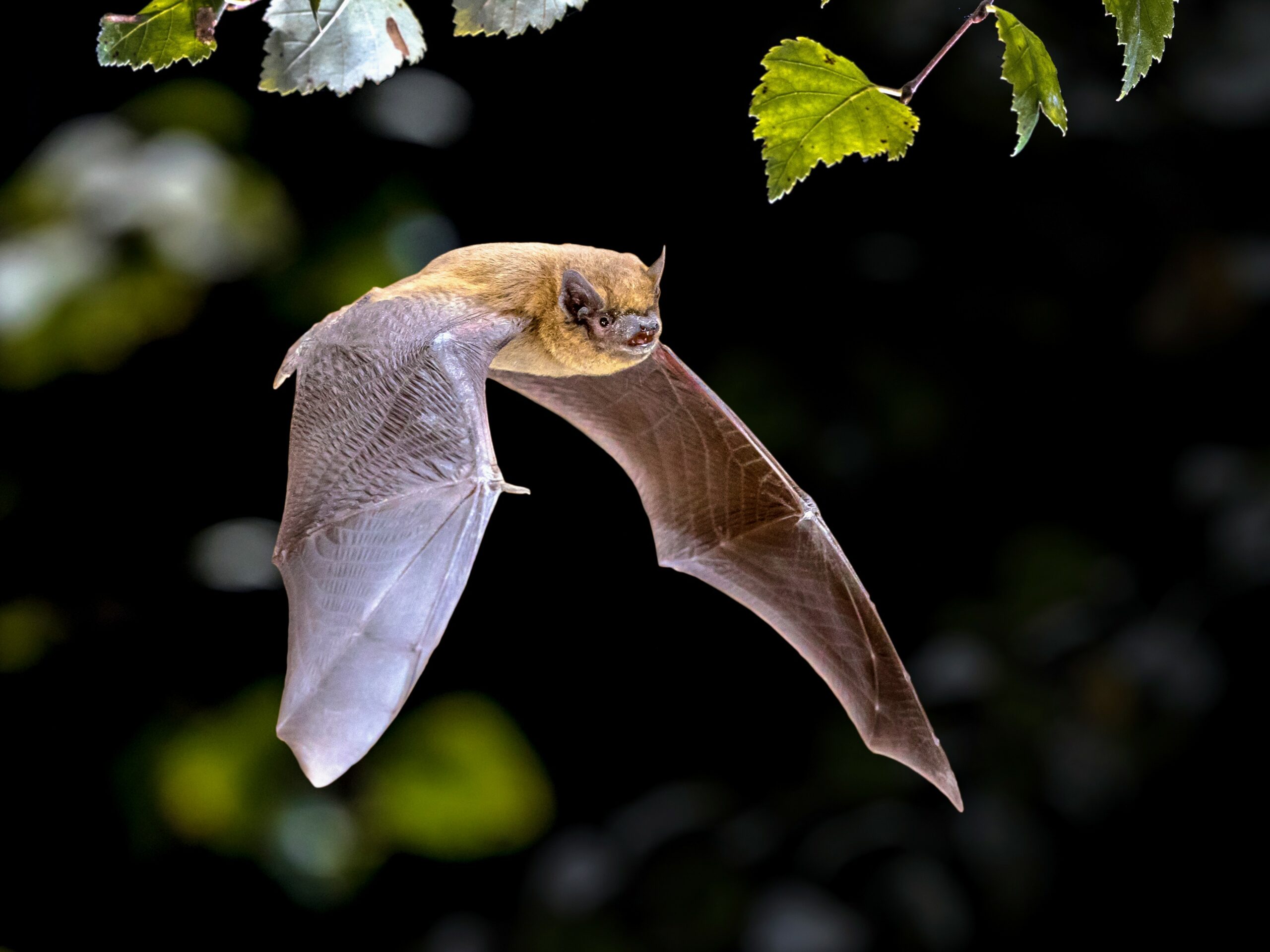 Bats use different inner ear structures to navigate
