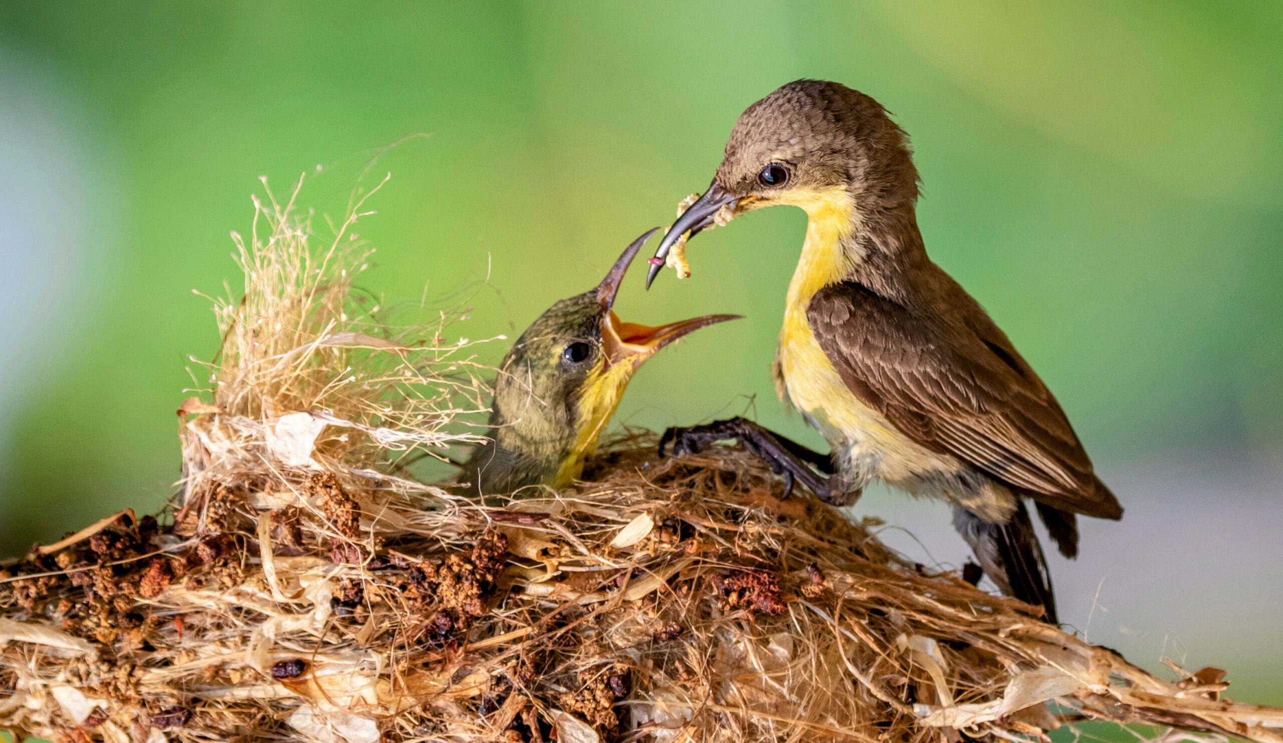How do birds know when it's time to stop migrating?