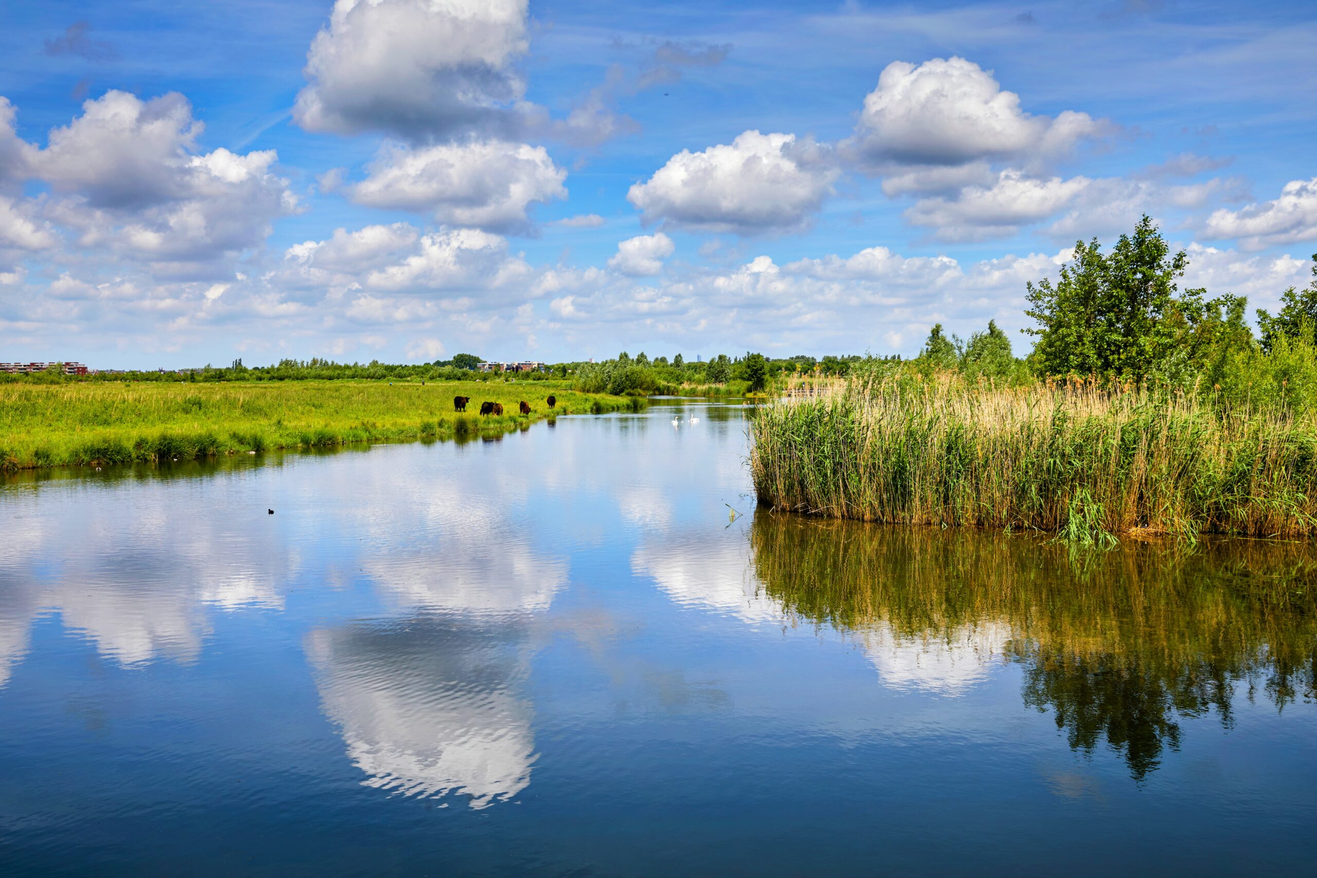 World Wetlands Day: an urgent call for awareness Earth com