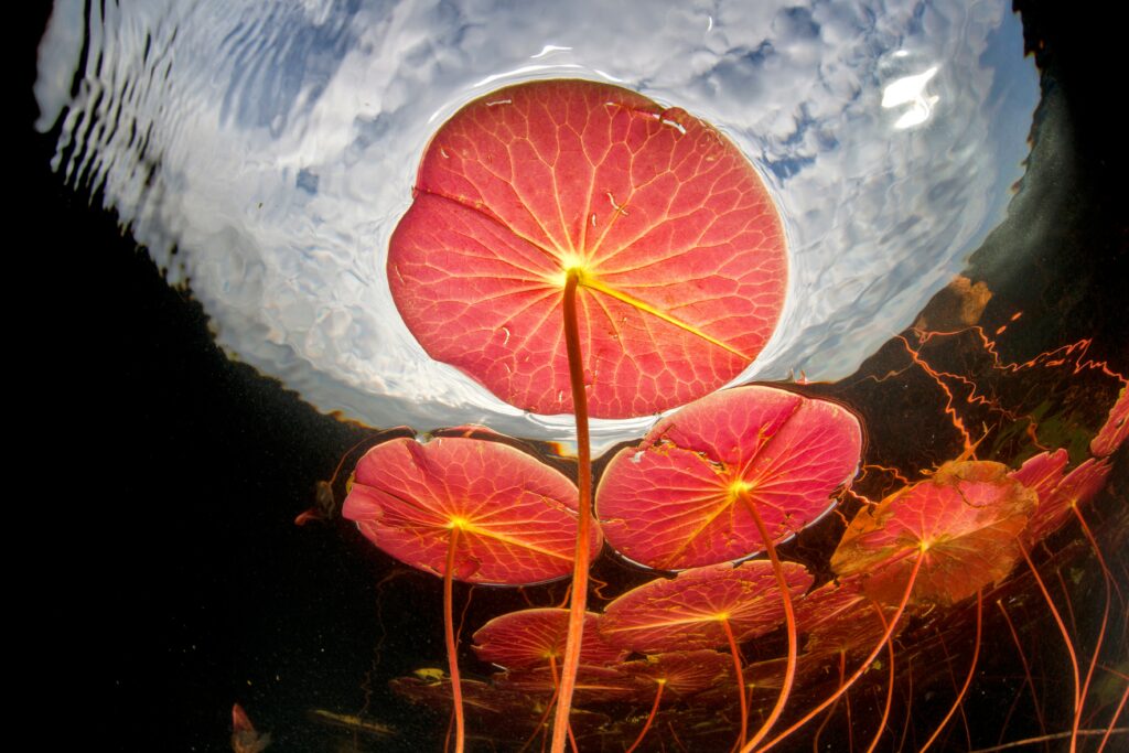 Plants that “breathe” underwater could improve crop resilience •