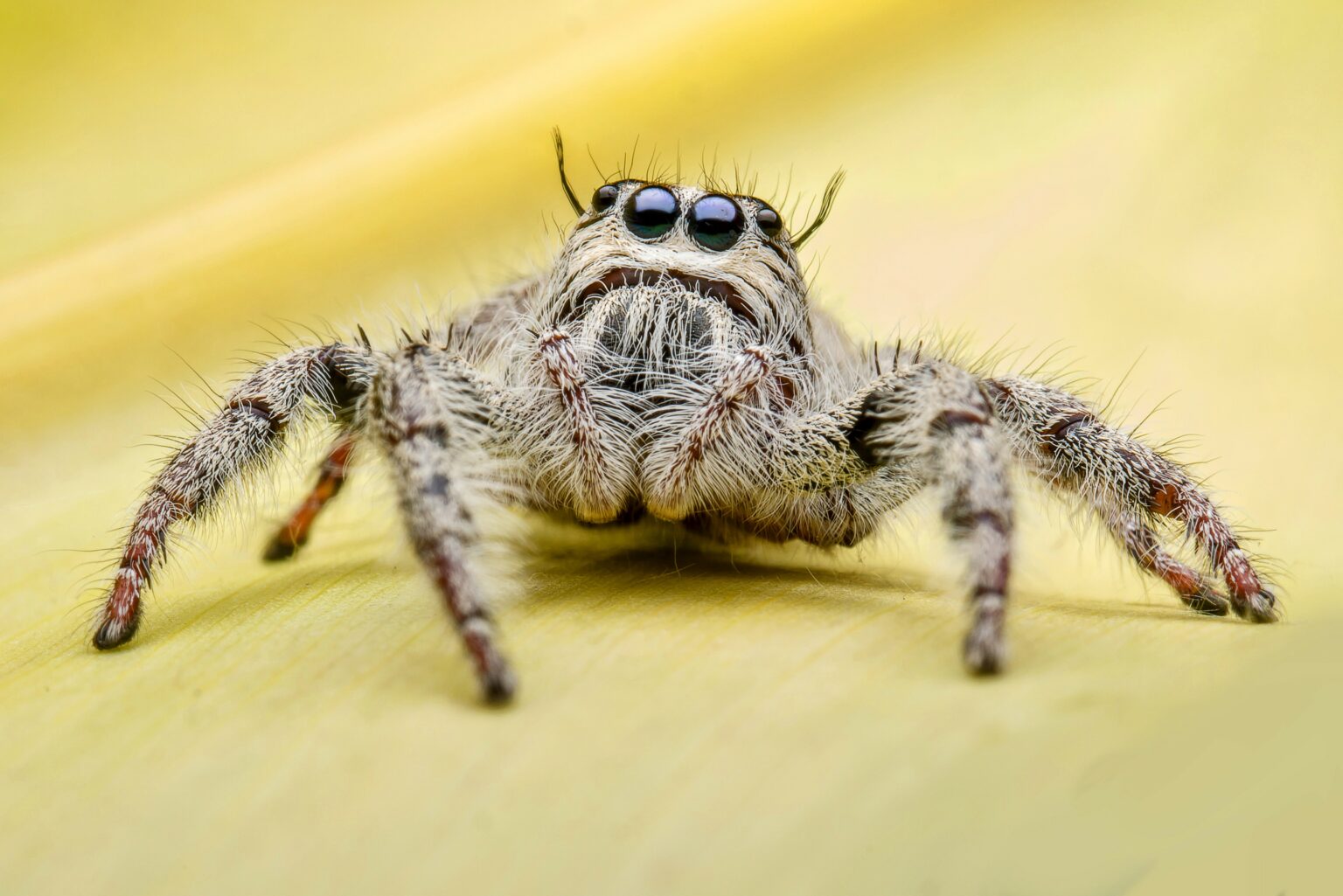Feeling Connected To Nature Reduces Fear Of Spiders Earth
