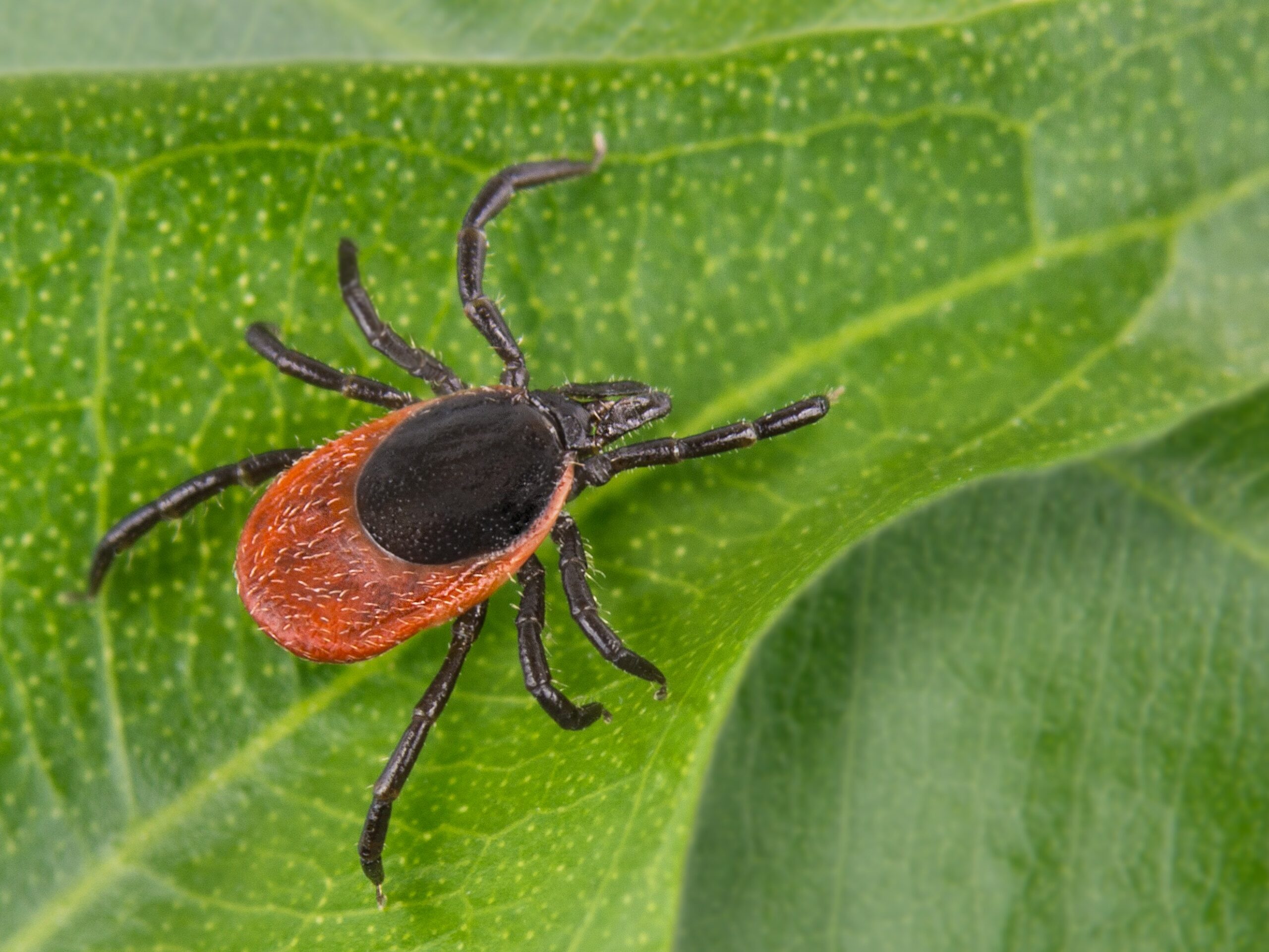 Tick saliva could provide pain relief to humans
