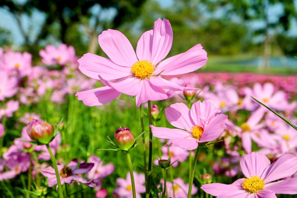 Study suggests that all living organisms produce methane •