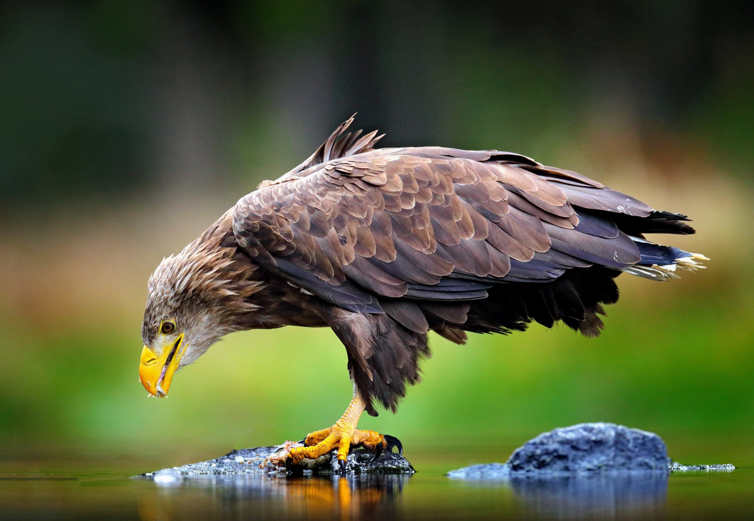Lead poisoning from hunting is killing Europe's most charismatic birds