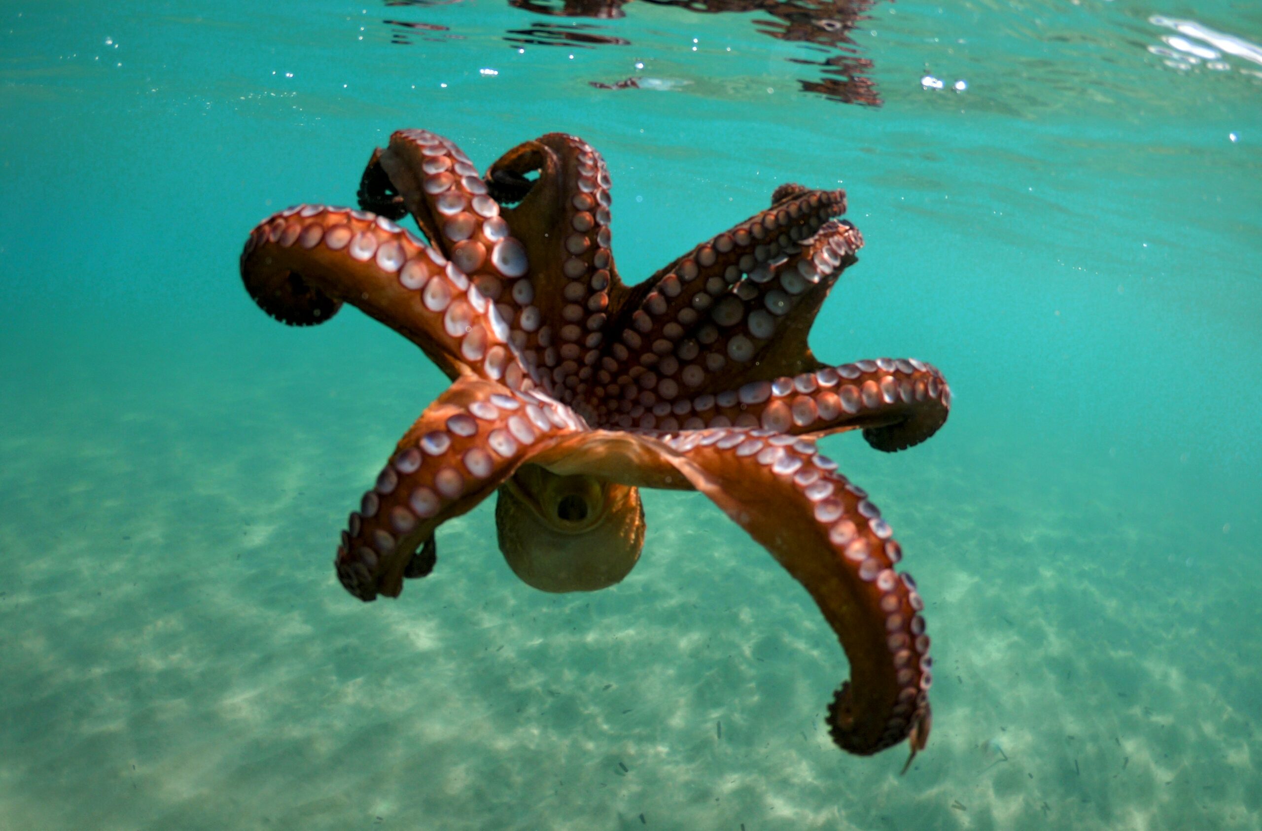 Octopuses are sheltering in discarded human trash