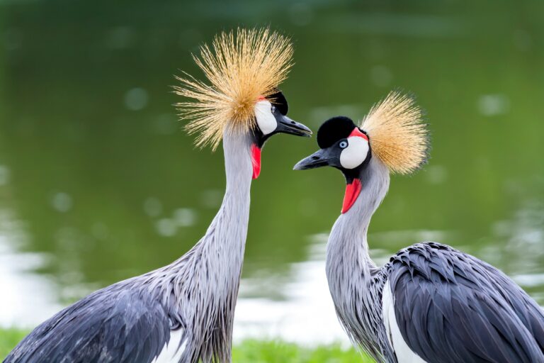 Wild birds do not carry antibiotic-resistant Salmonella • Earth.com