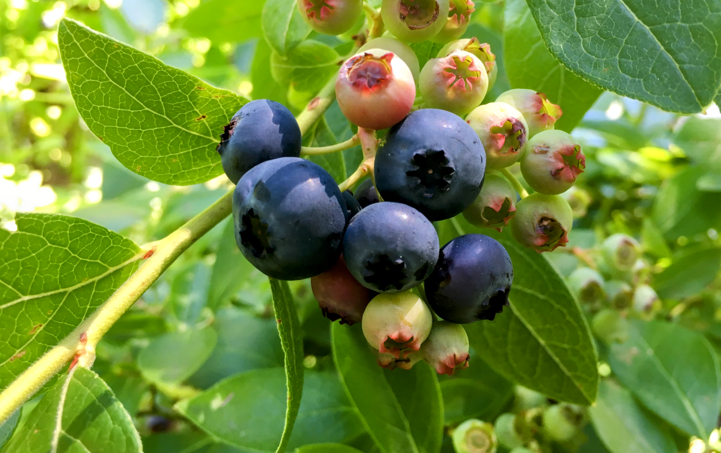 Blueberries could be key to treating nonhealing wounds