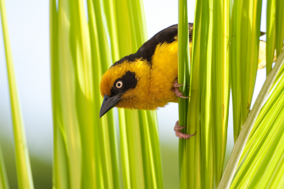 Diets of weaver birds are influenced by their social lives •
