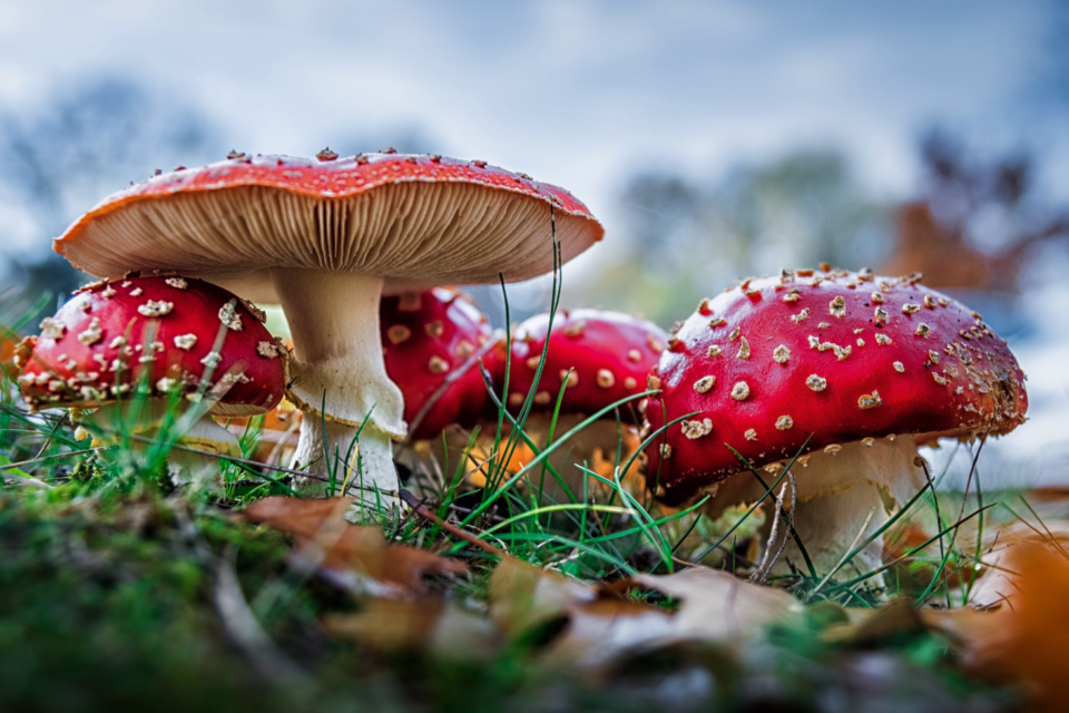 Fungi may communicate using up to 50 “words” •
