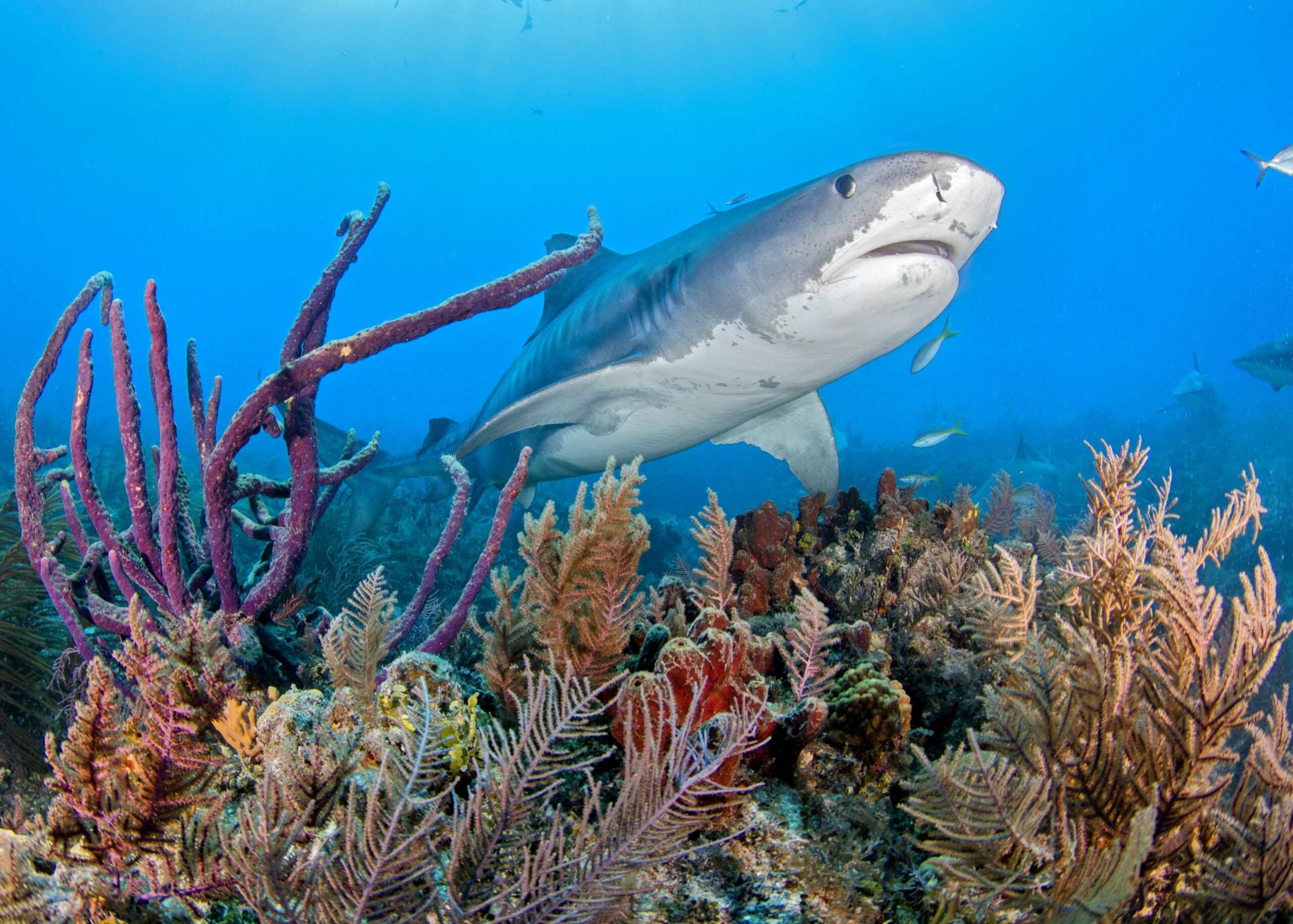 Coral Reef Tiger Shark Best Scuba Diving In Tiger Beach Bluewater