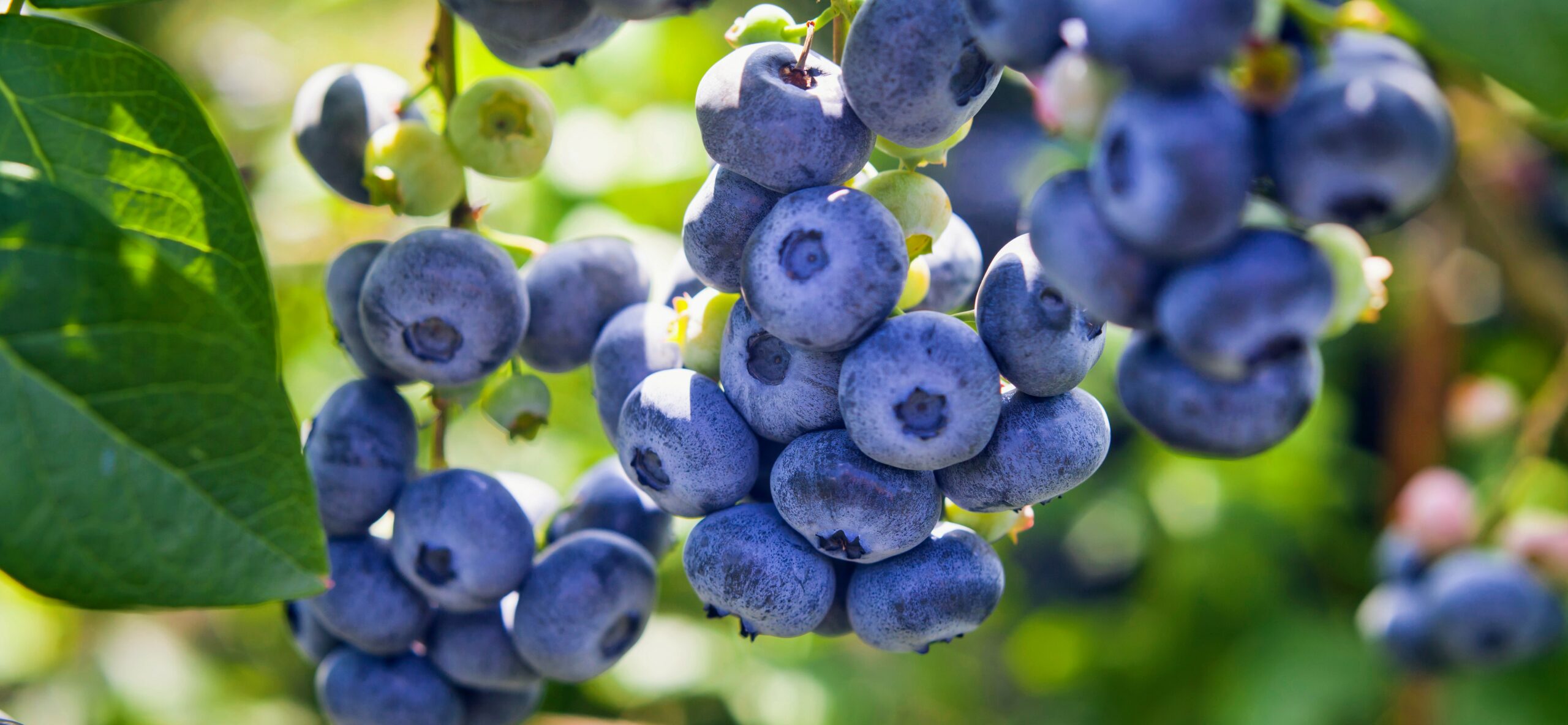 Blueberries may protect our brains against dementia