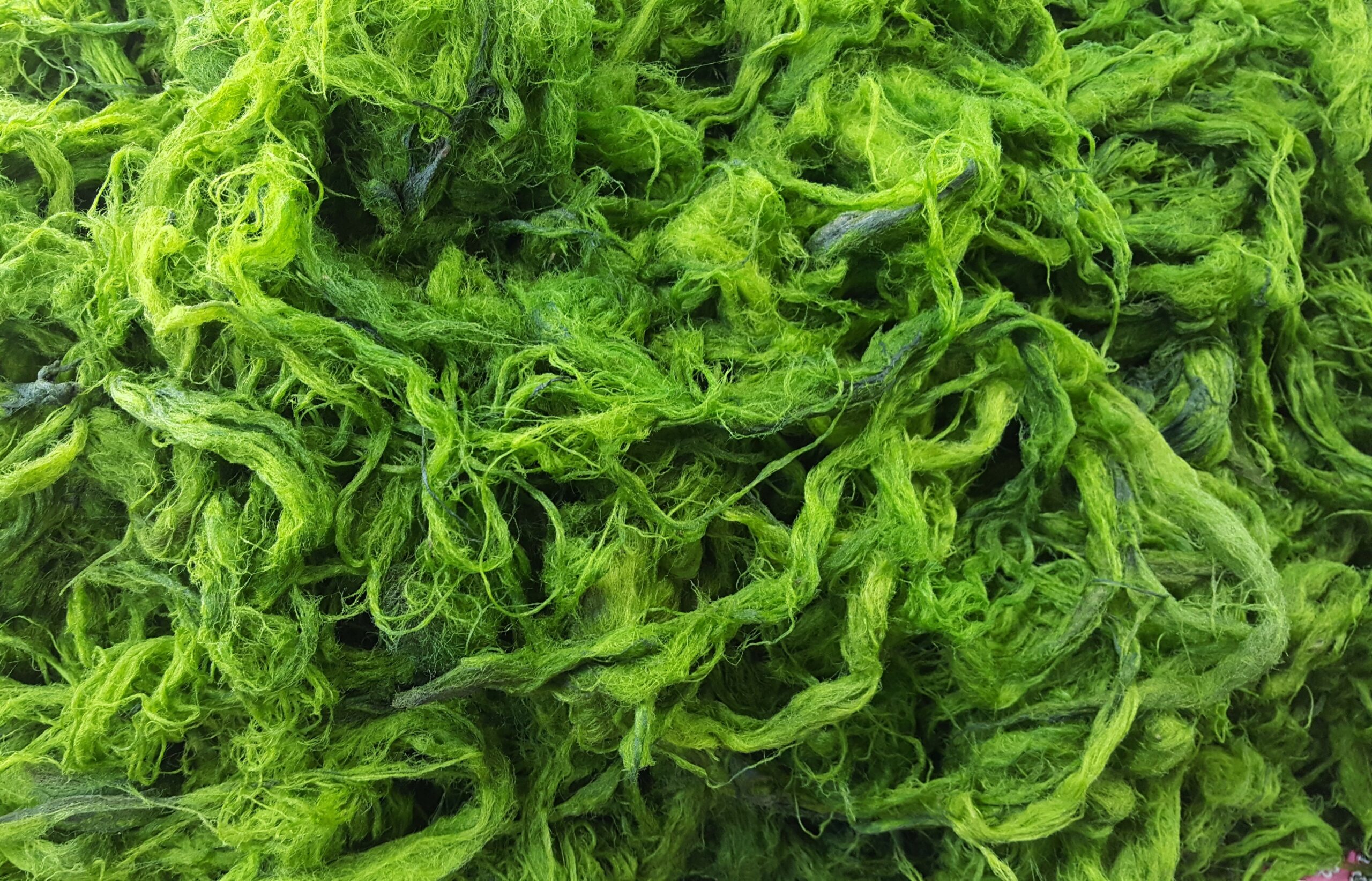 Algae genetics could help engineer more resilient plants - Earth.com