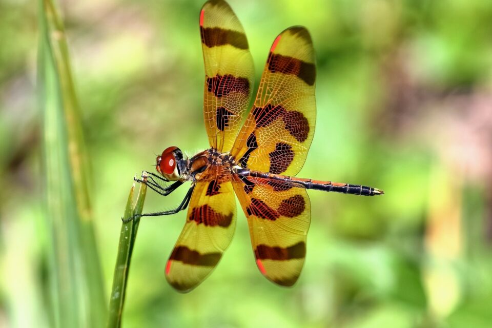 How do dragonflies right themselves in midair? •