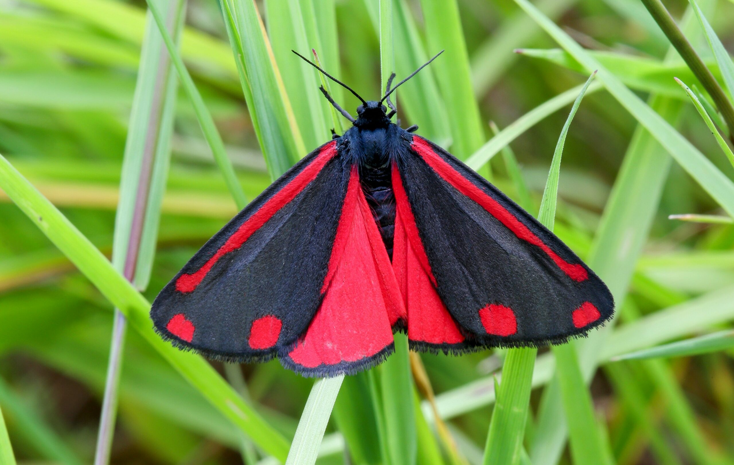 Moths may struggle to move in response to climate change