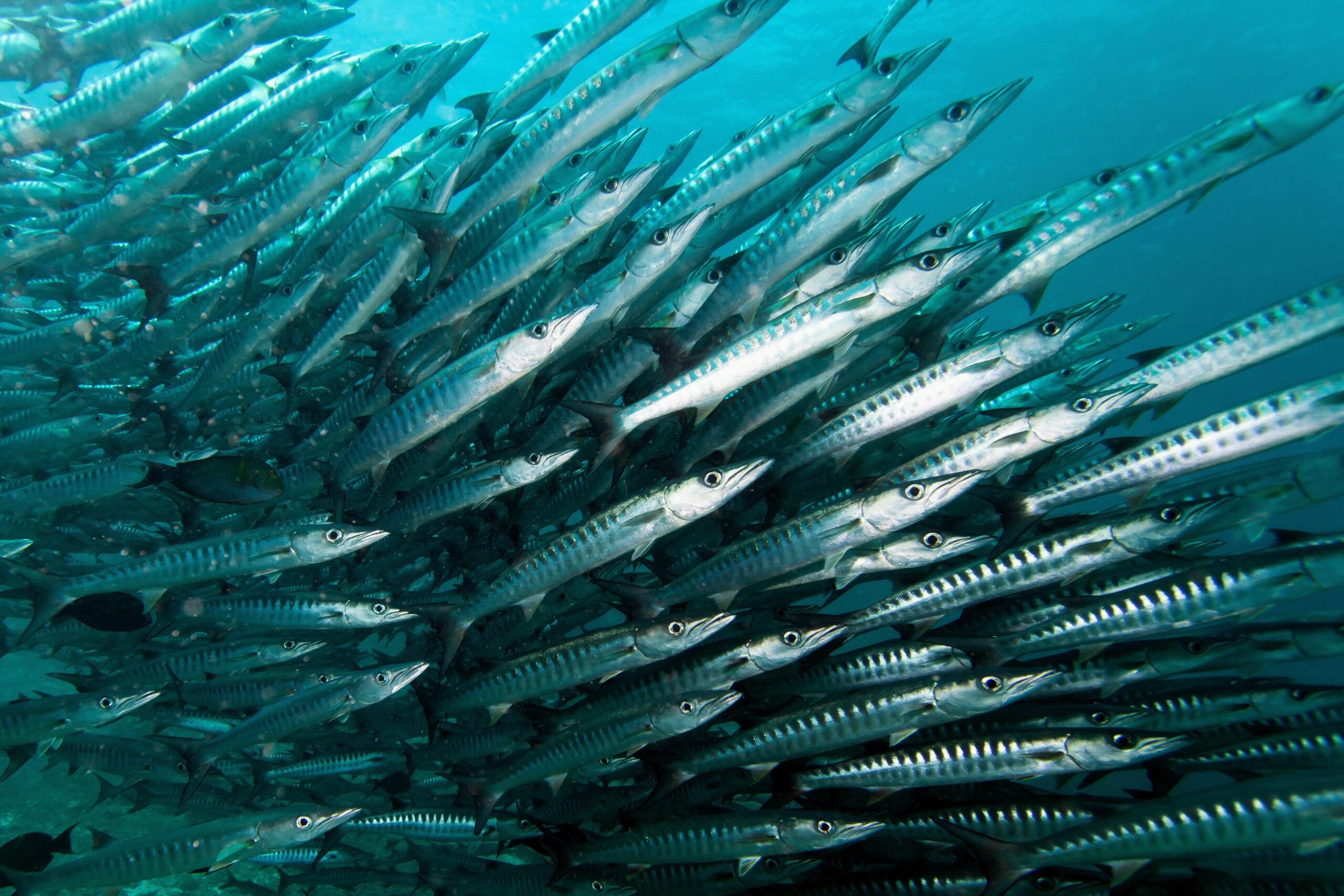 Cannibalism is rare among wild fish • Earth.com