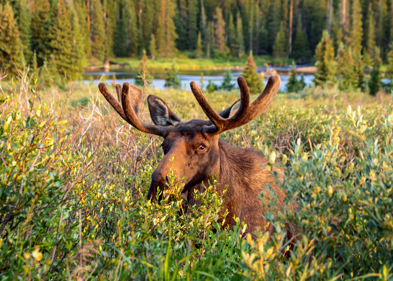 Animal communities are being reshuffled by climate change - Earth.com