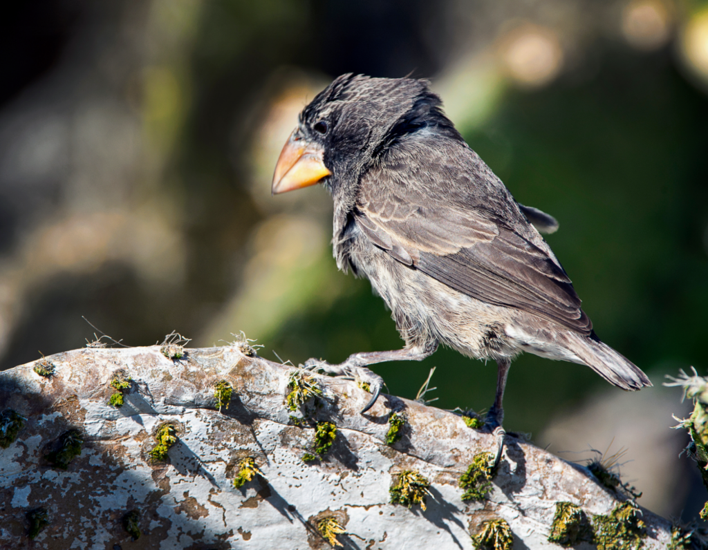 Darwin's finches continue to surprise scientists