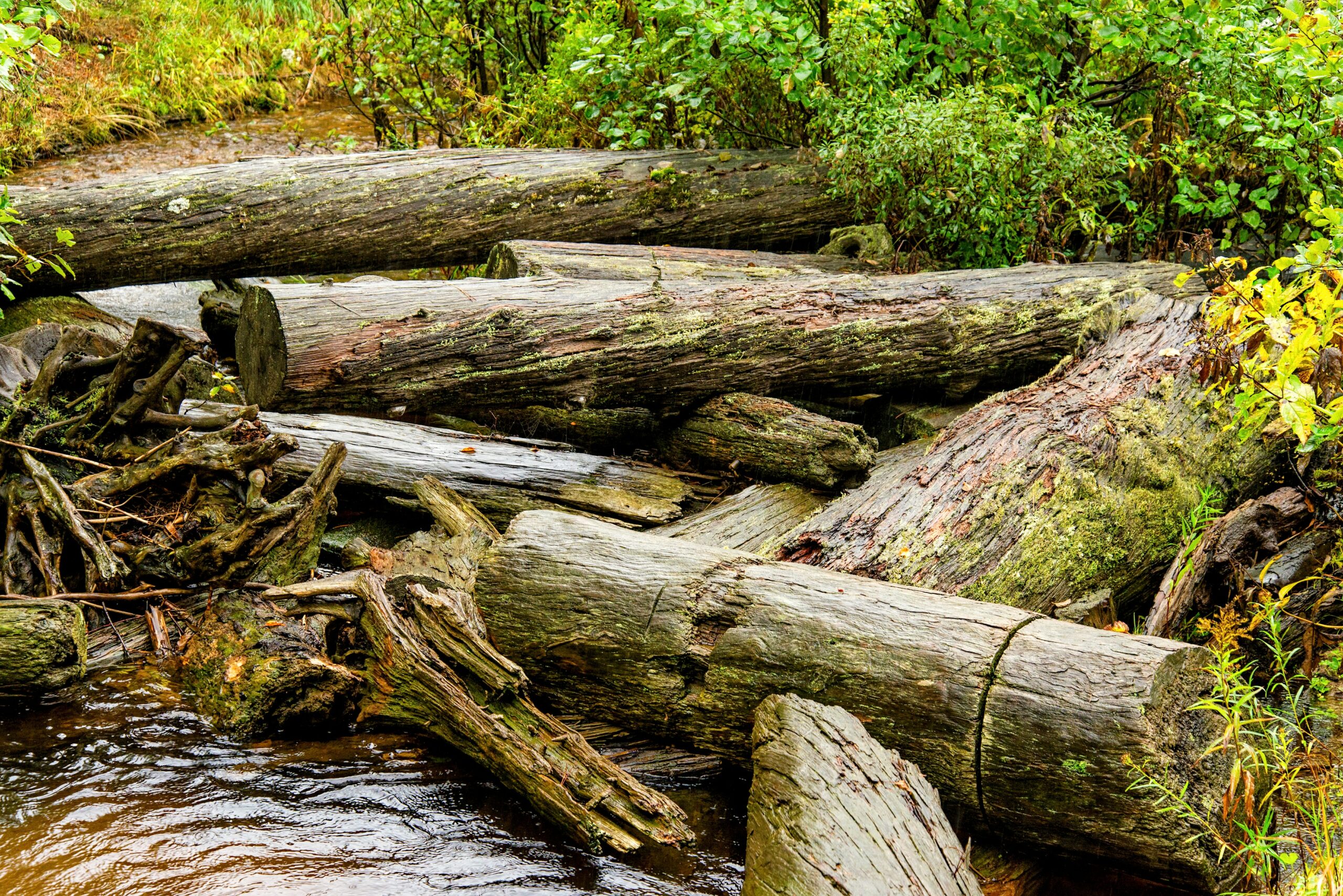 Log jams provide yearround "highways" for wildlife