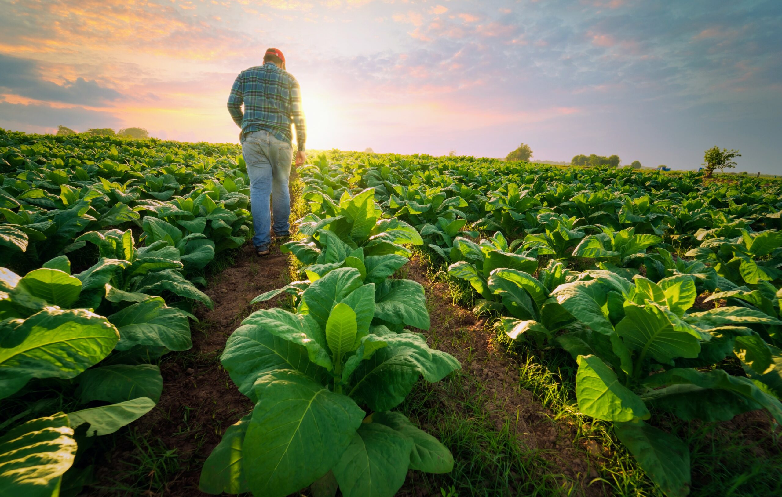 Human urine can effectively fertilize crops