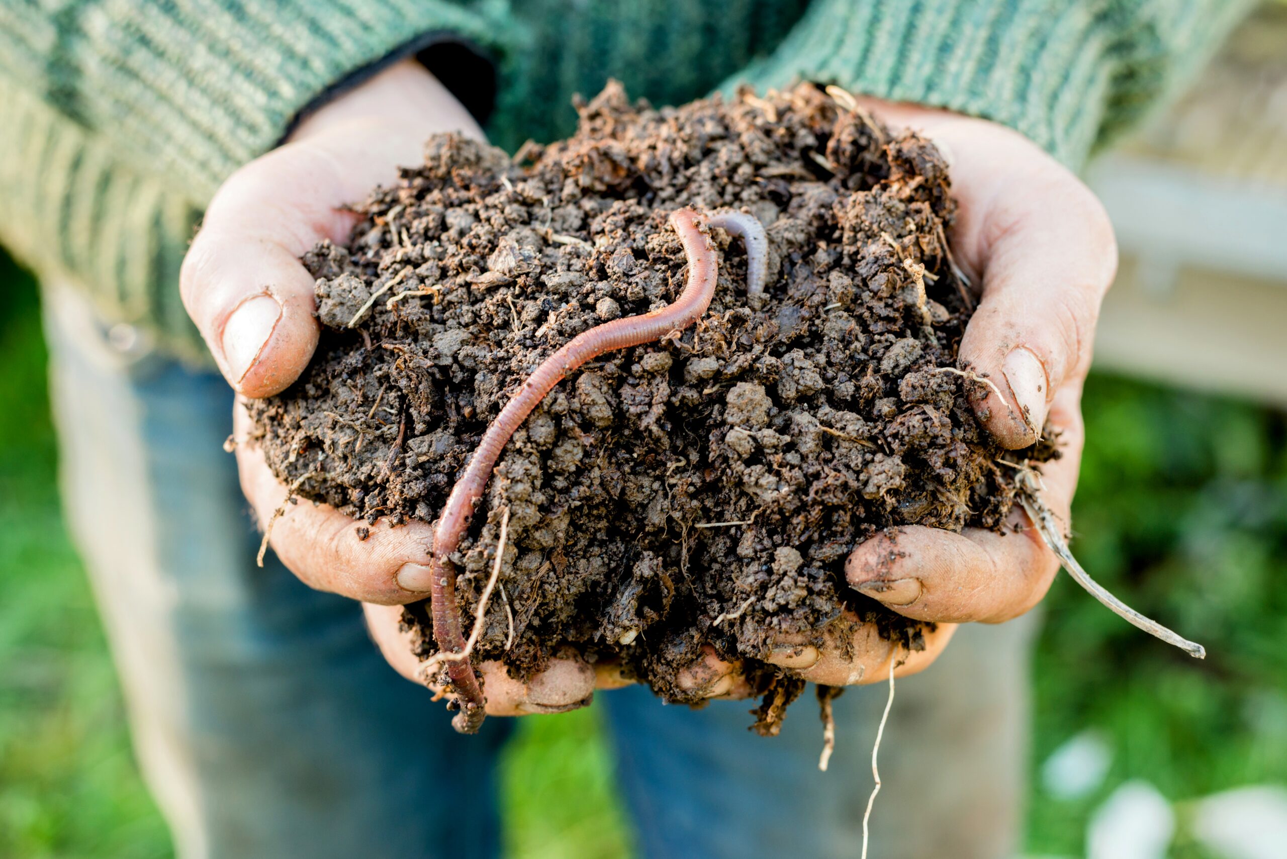 Worms were first to recover after major extinction event - Earth.com