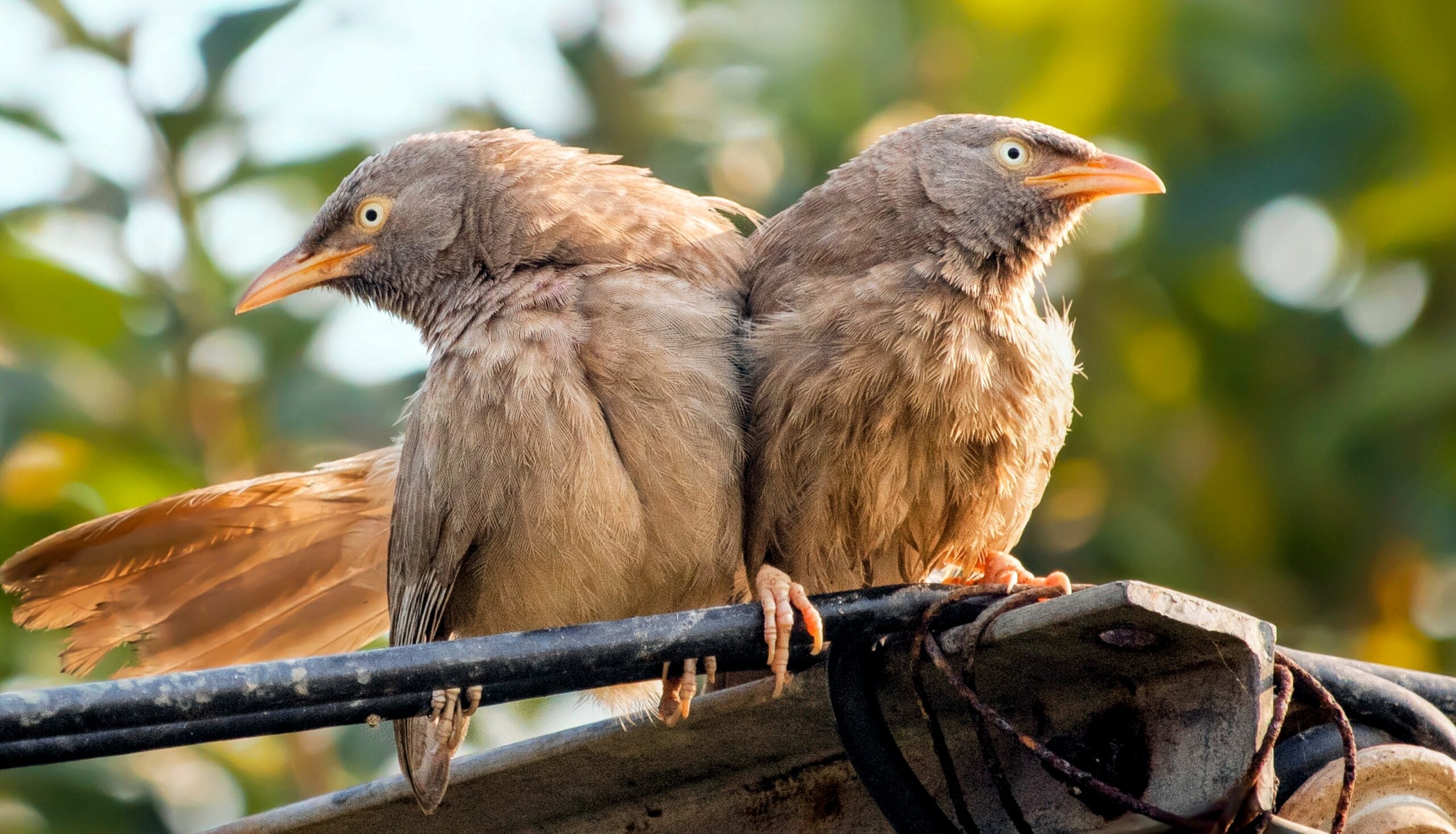 Songbirds warned of food shortages by neighbor birds TrendRadars