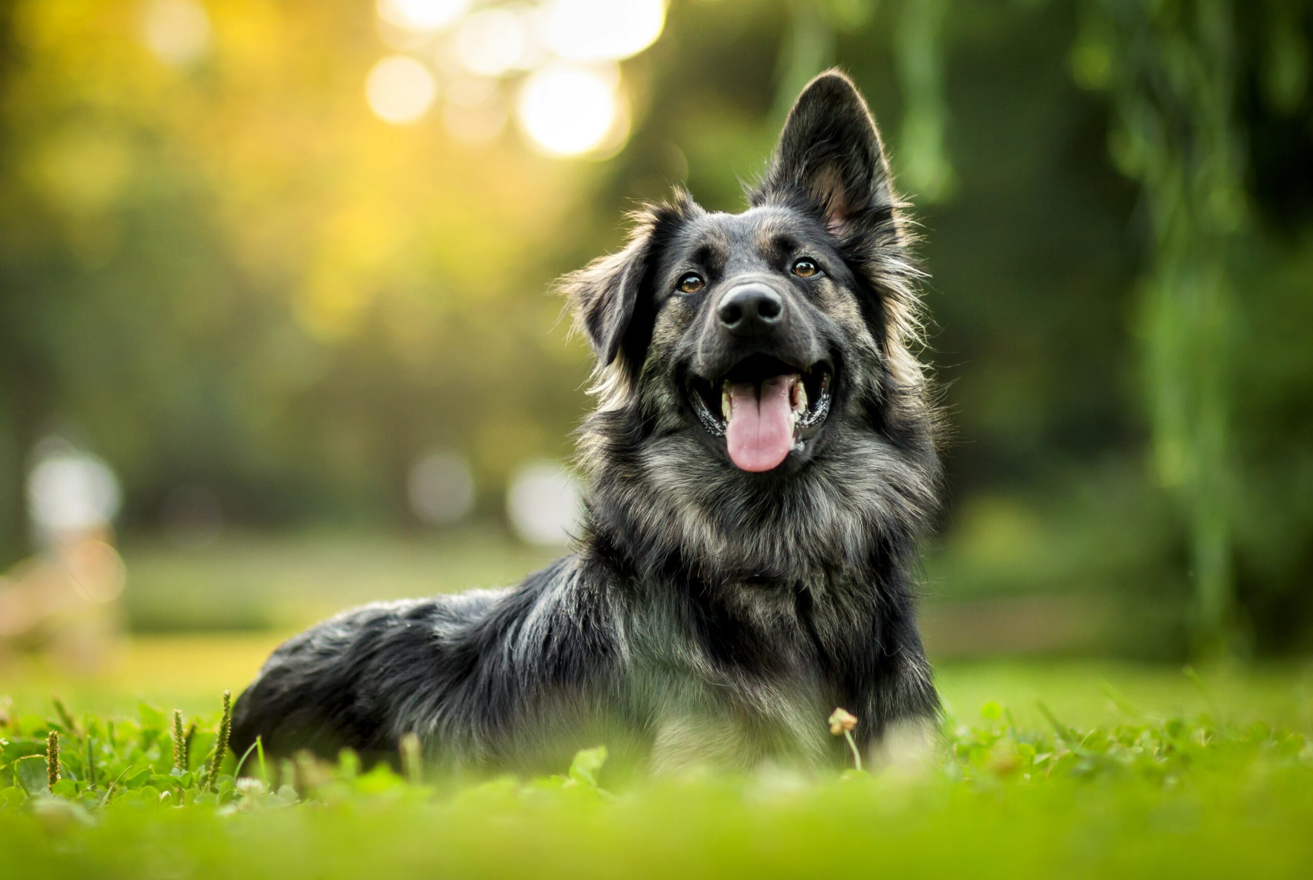 What Dog Breeds Are More Prone To Cancer