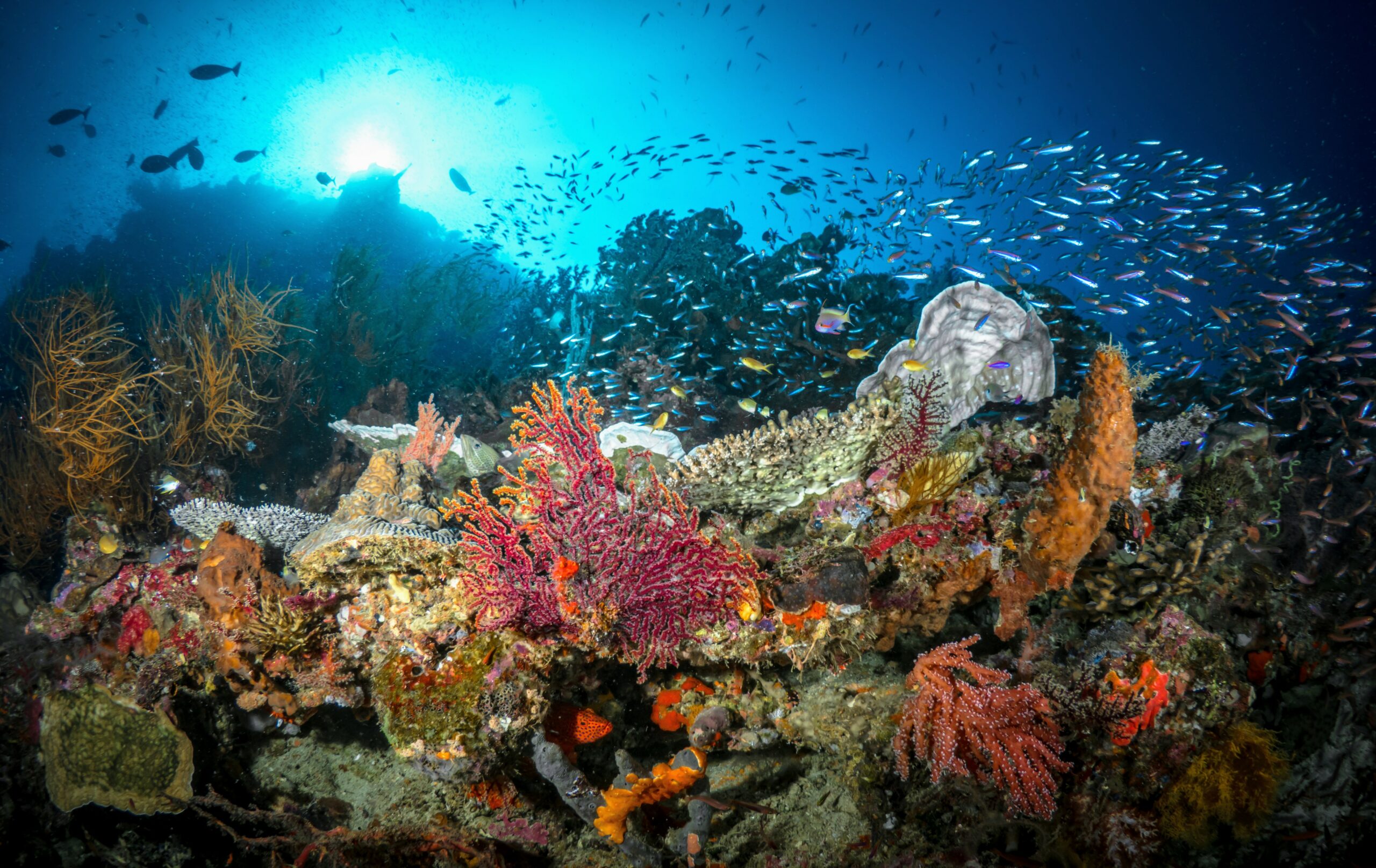 Coral Reef Onlyfans: The Leaked Content Everyone'S Talking About - nmxifm1