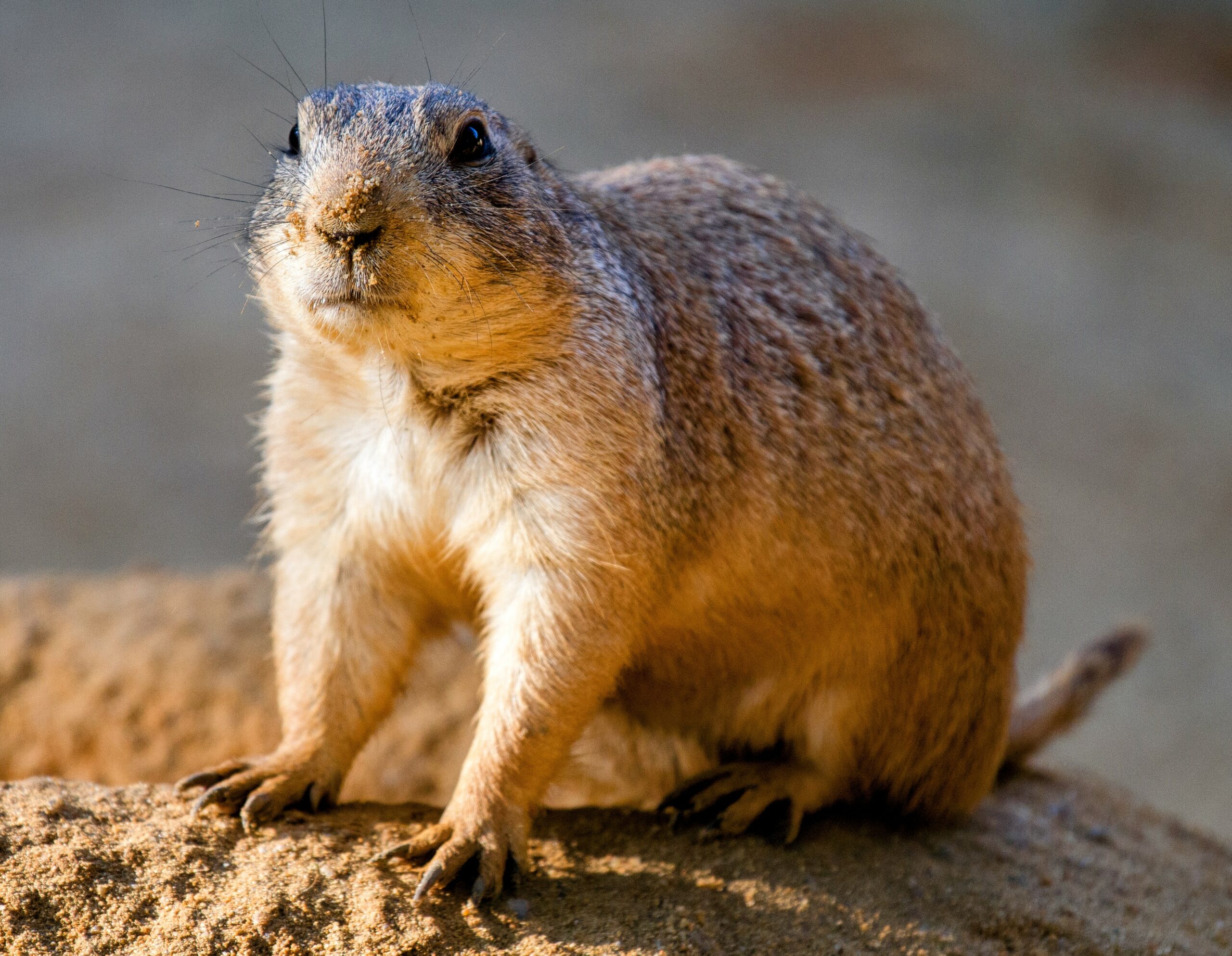 Gophers