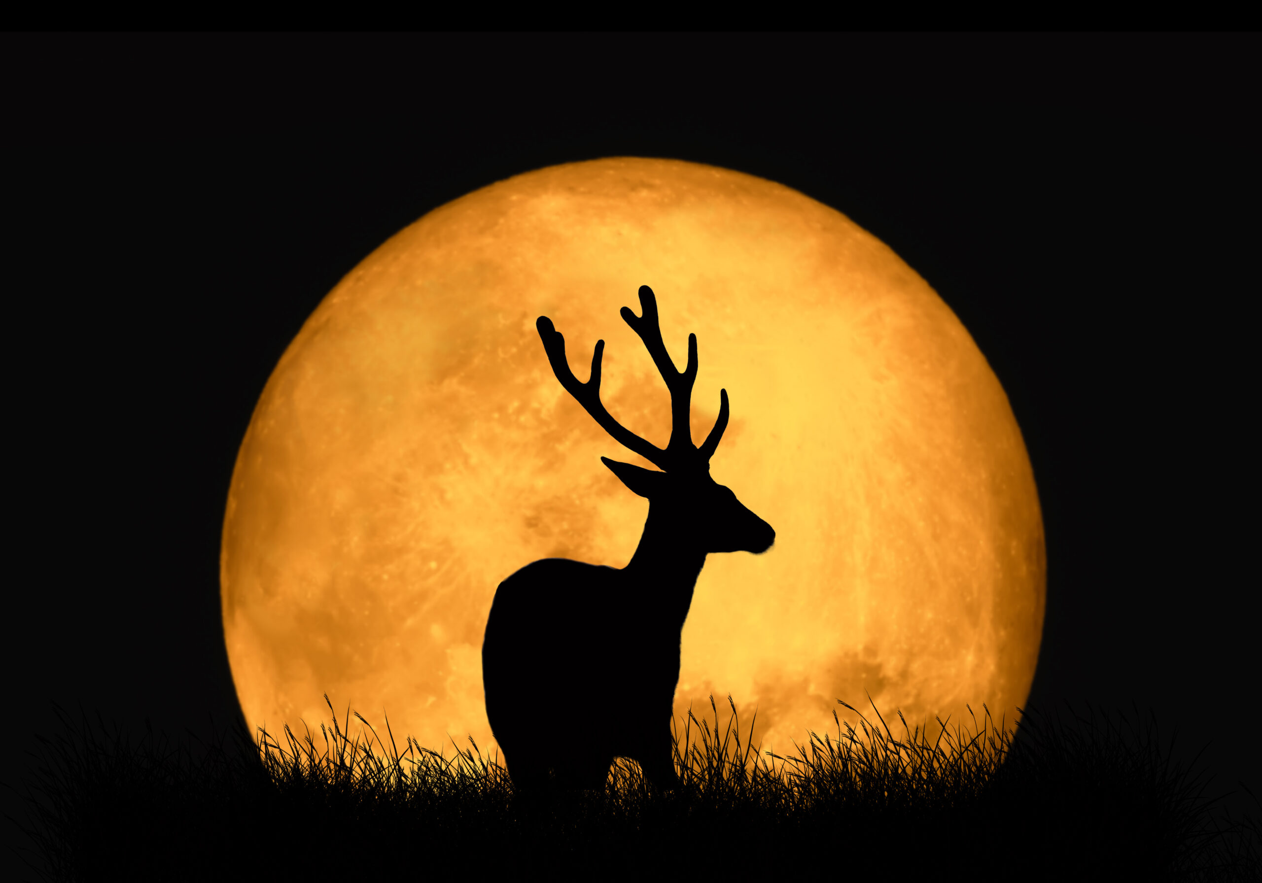 Tonight s Buck Moon Will Be The Largest Supermoon Of 2022 TrendRadars