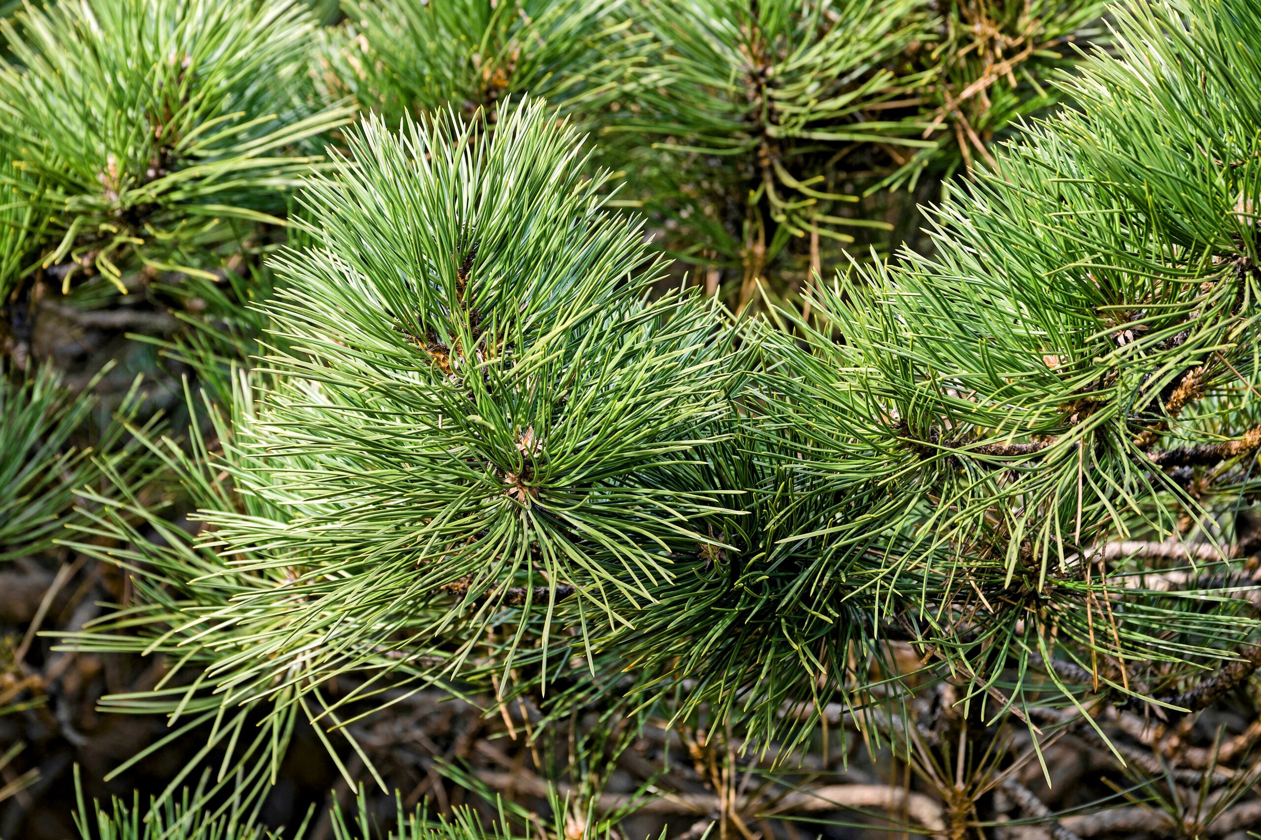 Heat makes pine trees more susceptible to disease