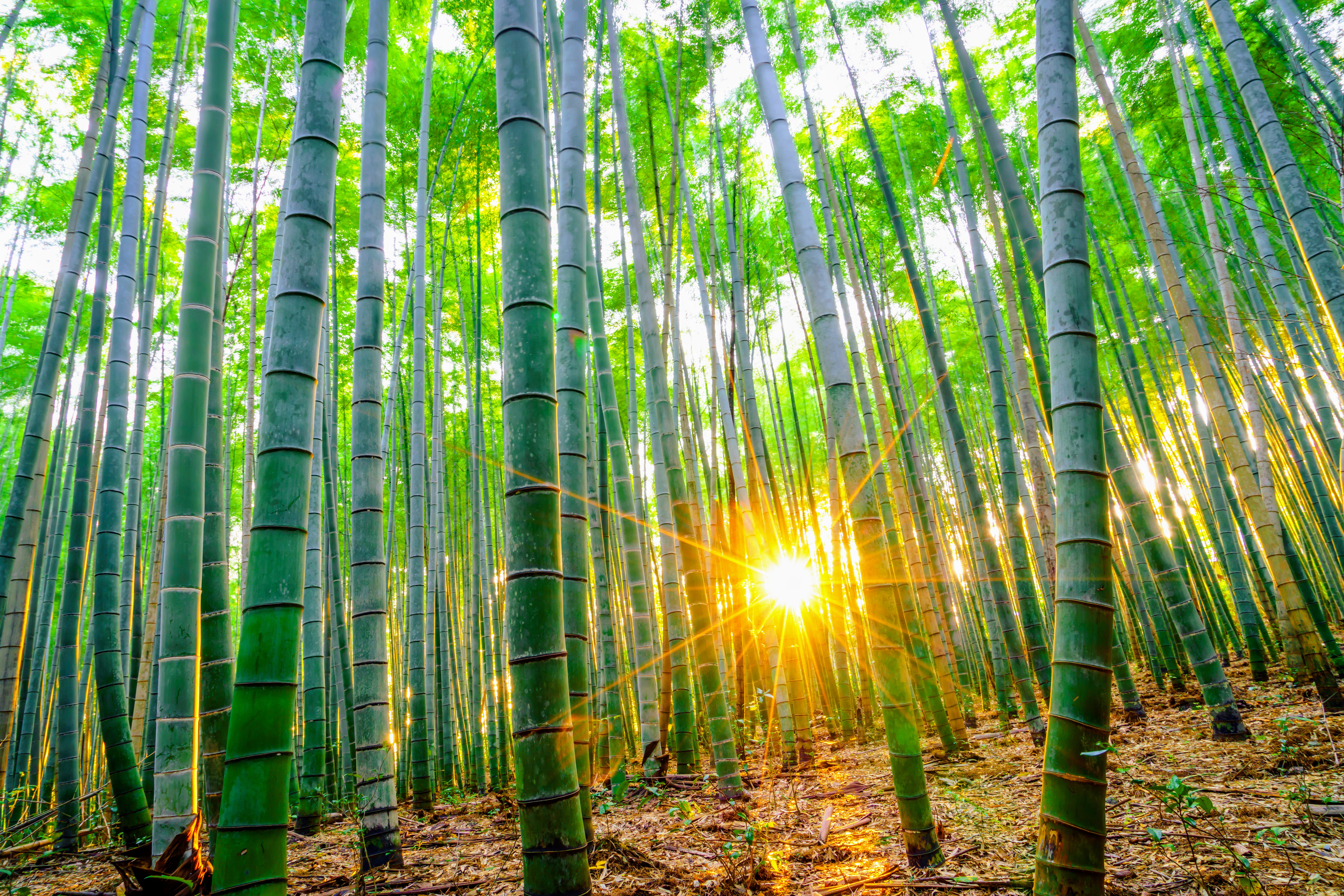 Plants produce aspirin in response to environmental stress - Earth.com