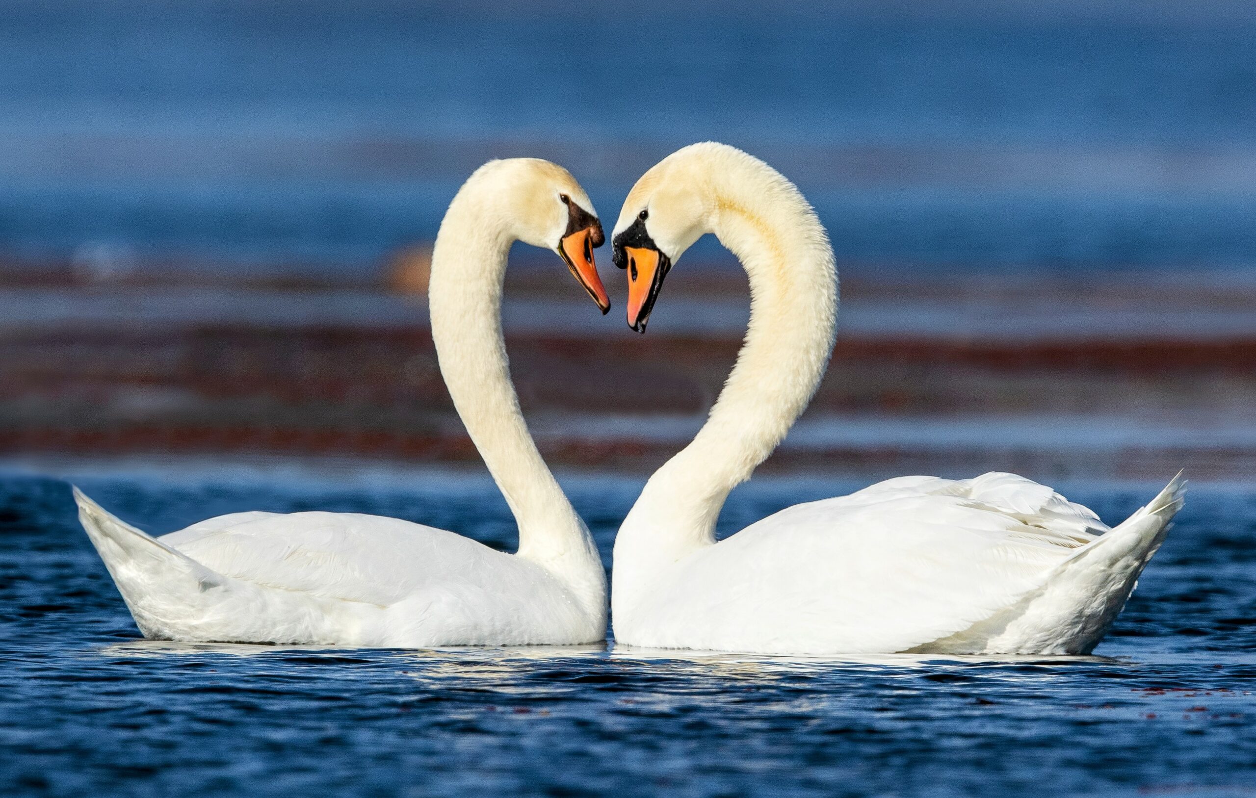 Temperature Tolerance Has Co Evolved With Sexual Selection 