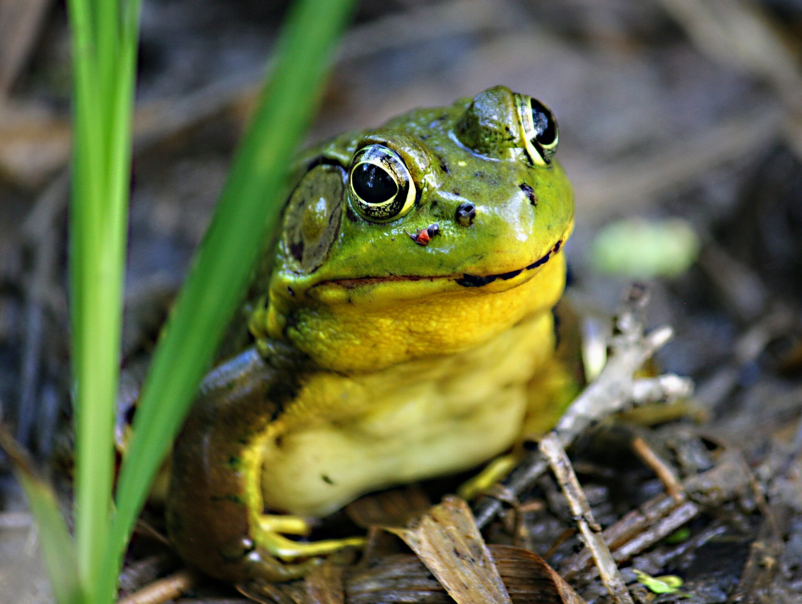 Invasive reptiles have cost the global economy billions • Earth.com
