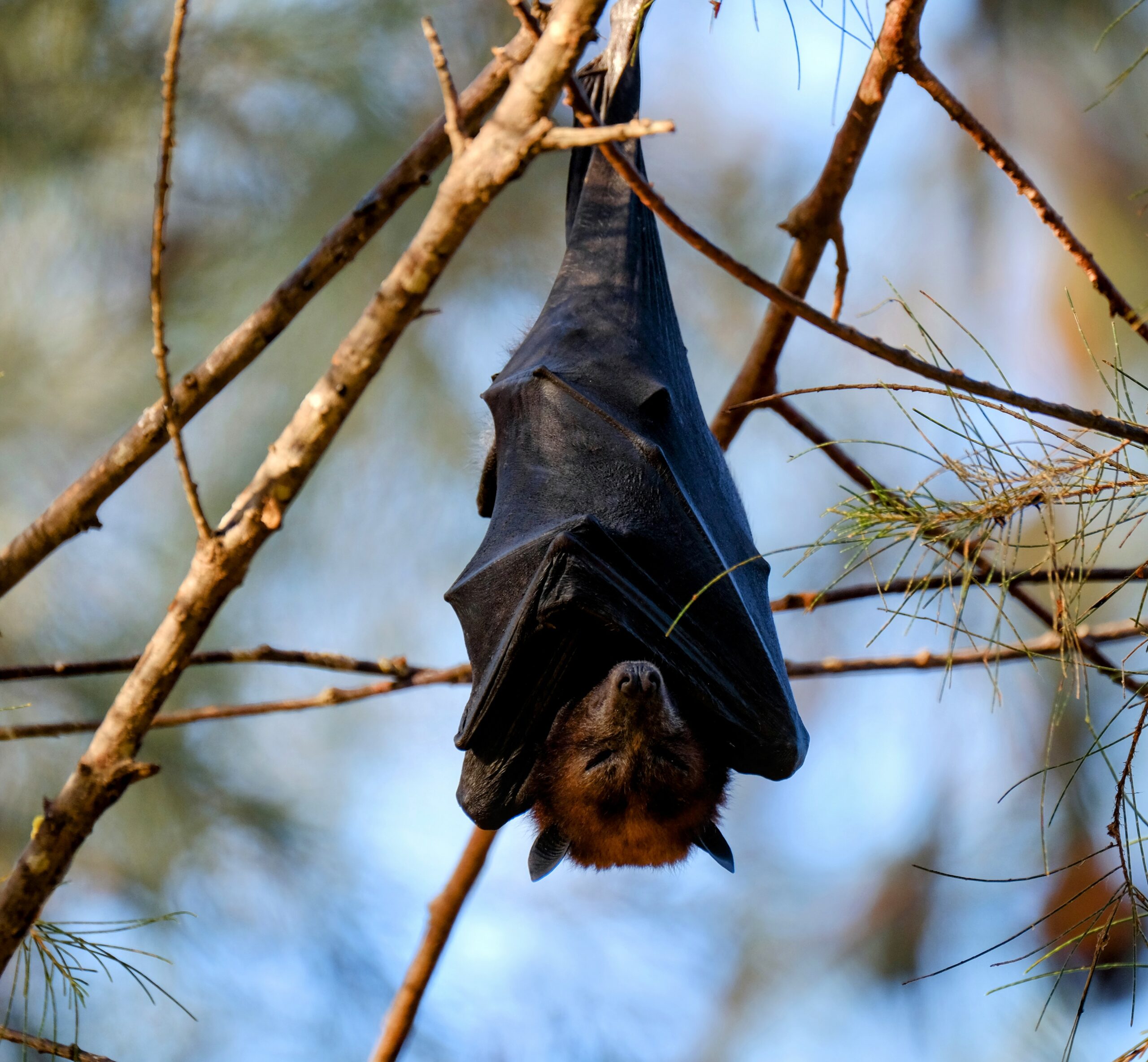 Hibernation May Be Key To Extraordinary Longevity In Bats Earth