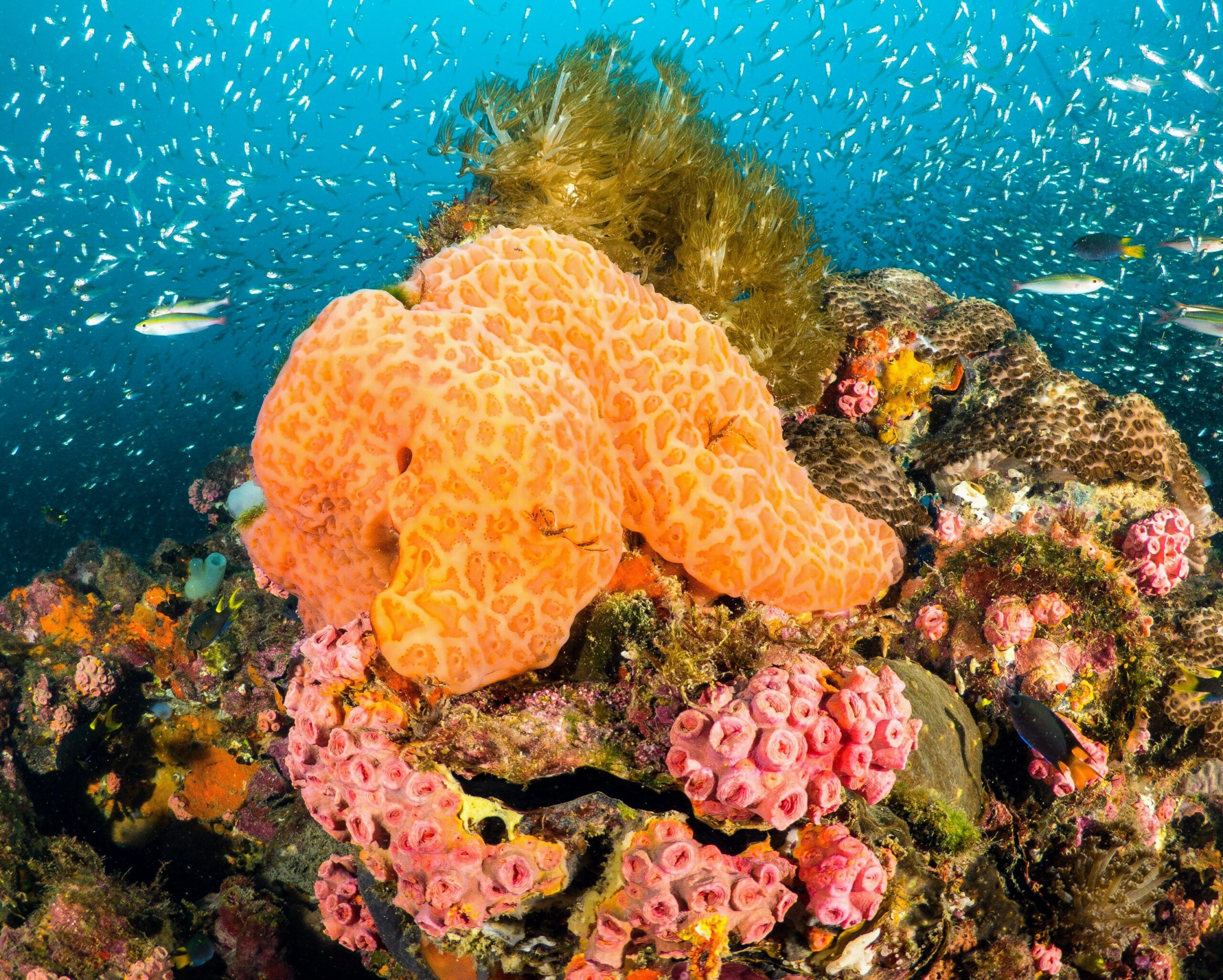 Sponges sneeze To Get Rid Of Unwanted Waste Earth