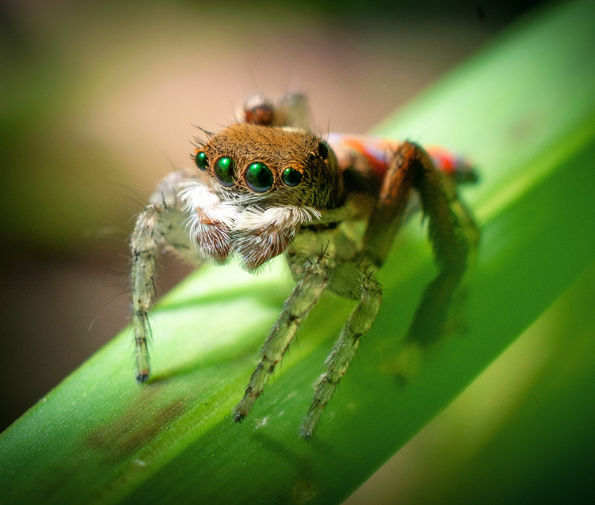 Jumping spiders may experience REM sleep