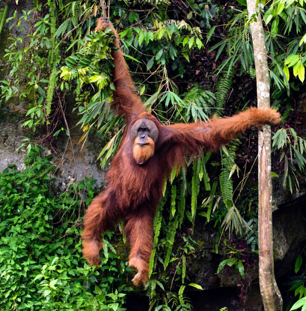 Earliest humans were bipedal, and could swing through trees •