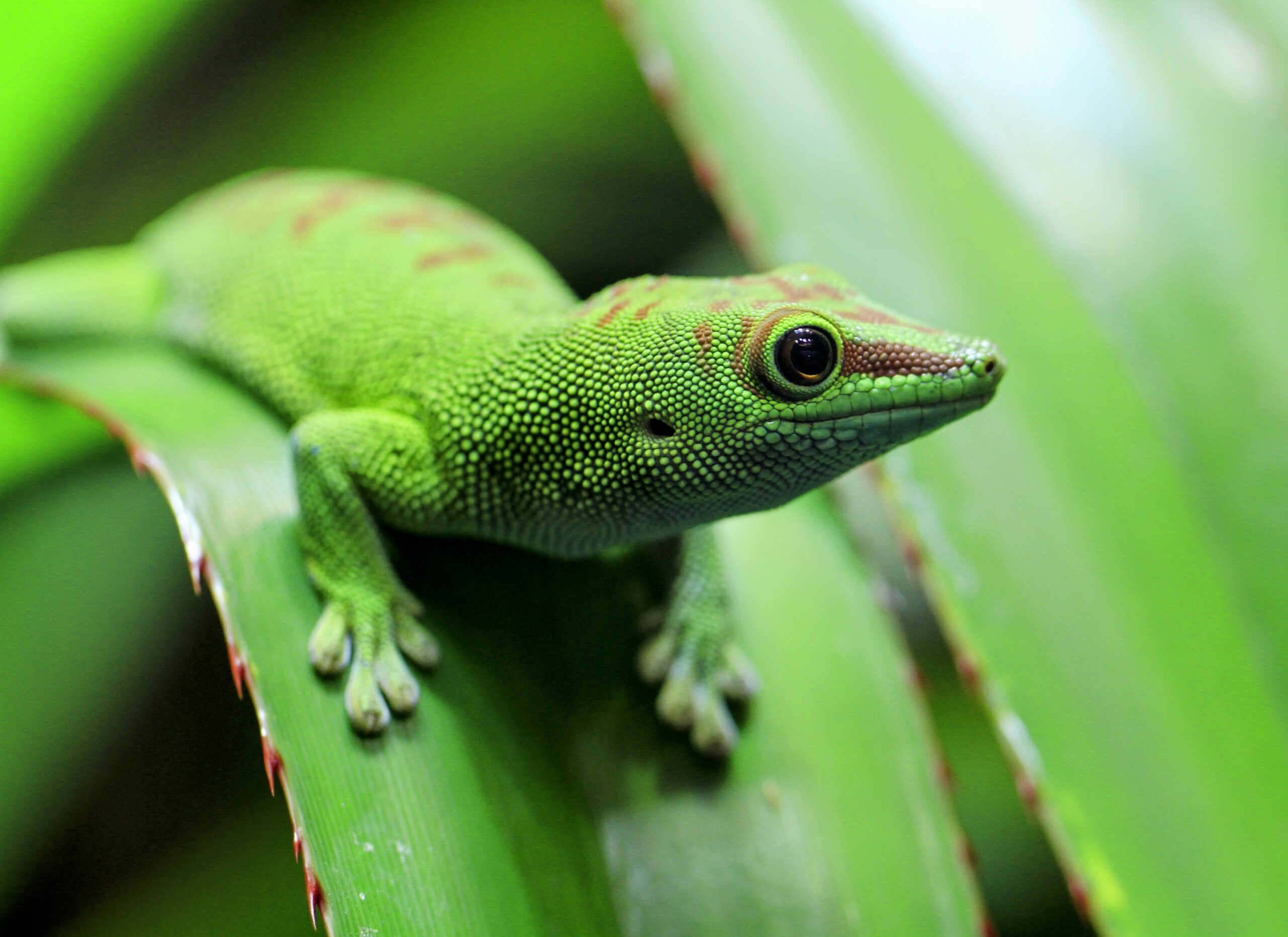 Eight new species of gecko discovered in Madagascar - Earth.com