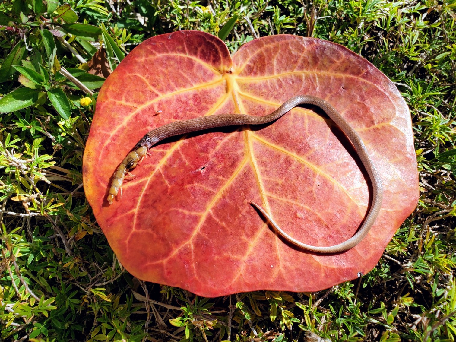 Rare Snake Found With Last Meal In Its Mouth TrendRadars