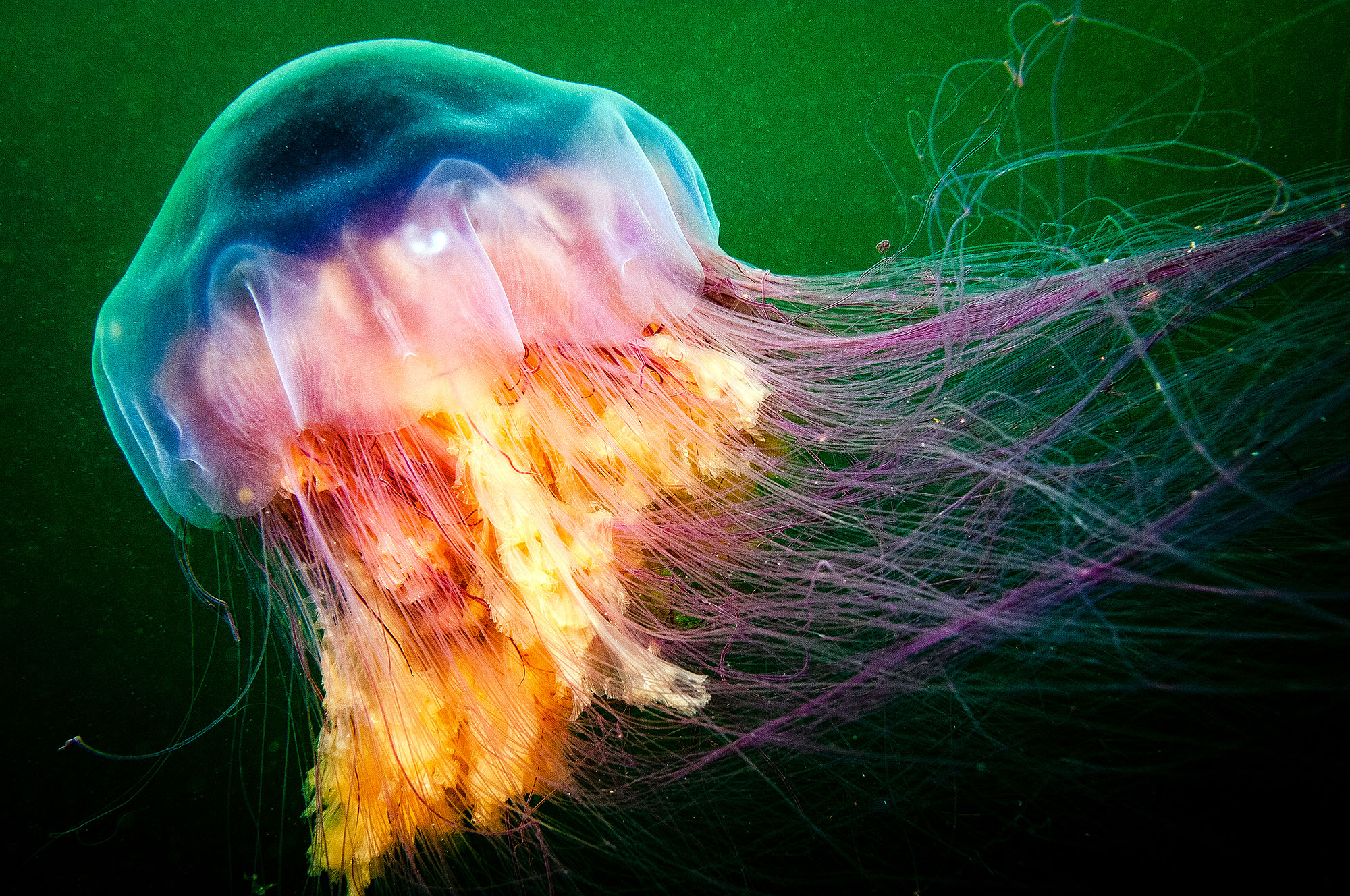 Lion s Mane Jellyfish Earth Lion s Mane Jellyfish Earth