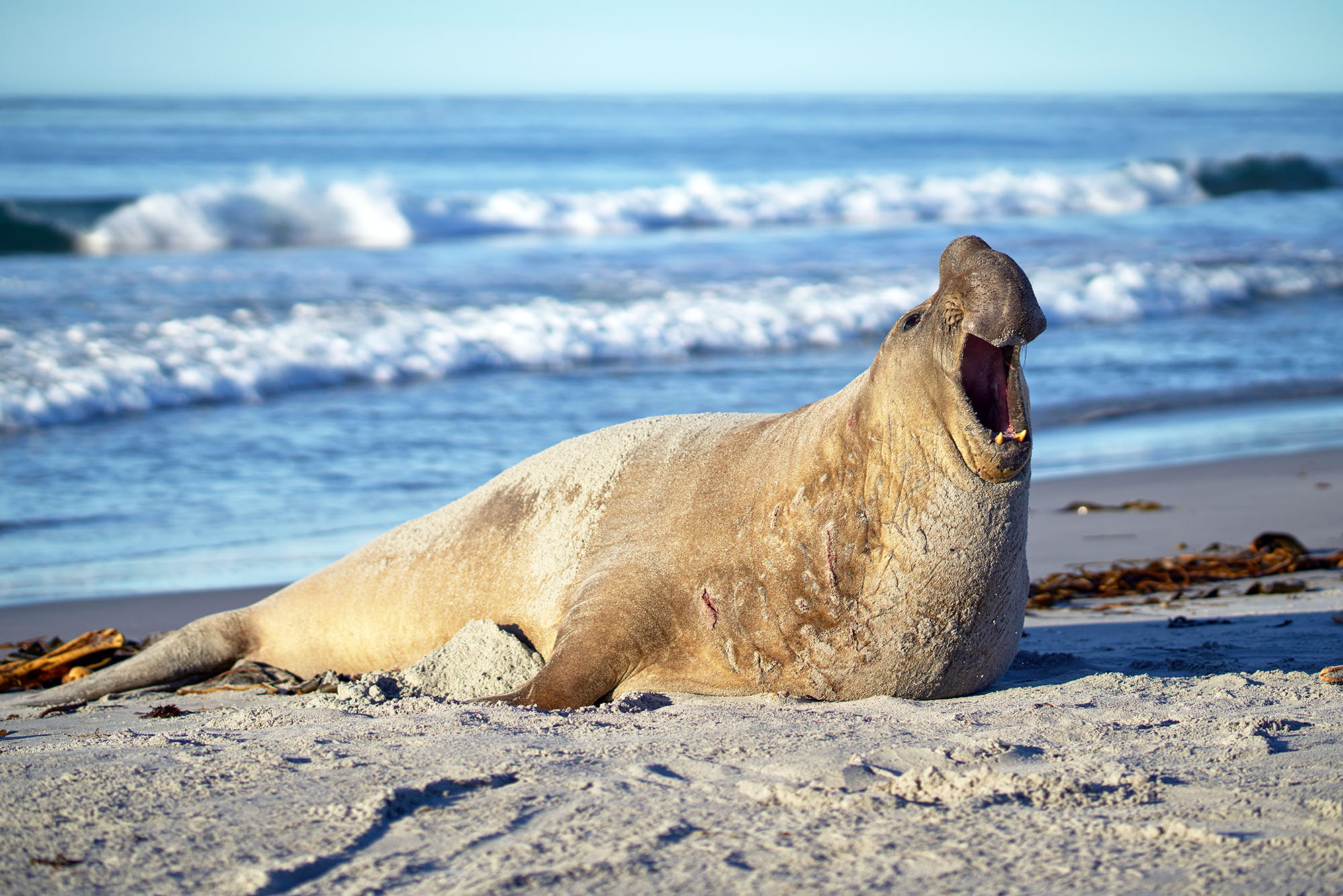 Southern Elephant Seal Earth