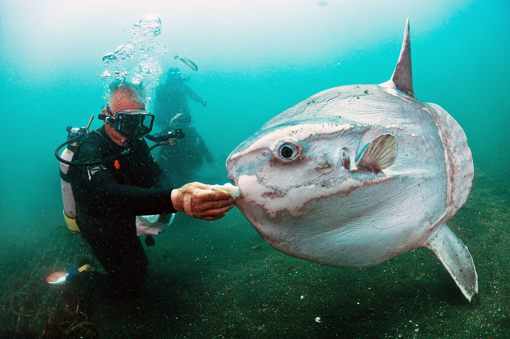 Sunfish
