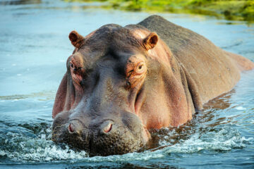 Hippopotamus - Earth.com