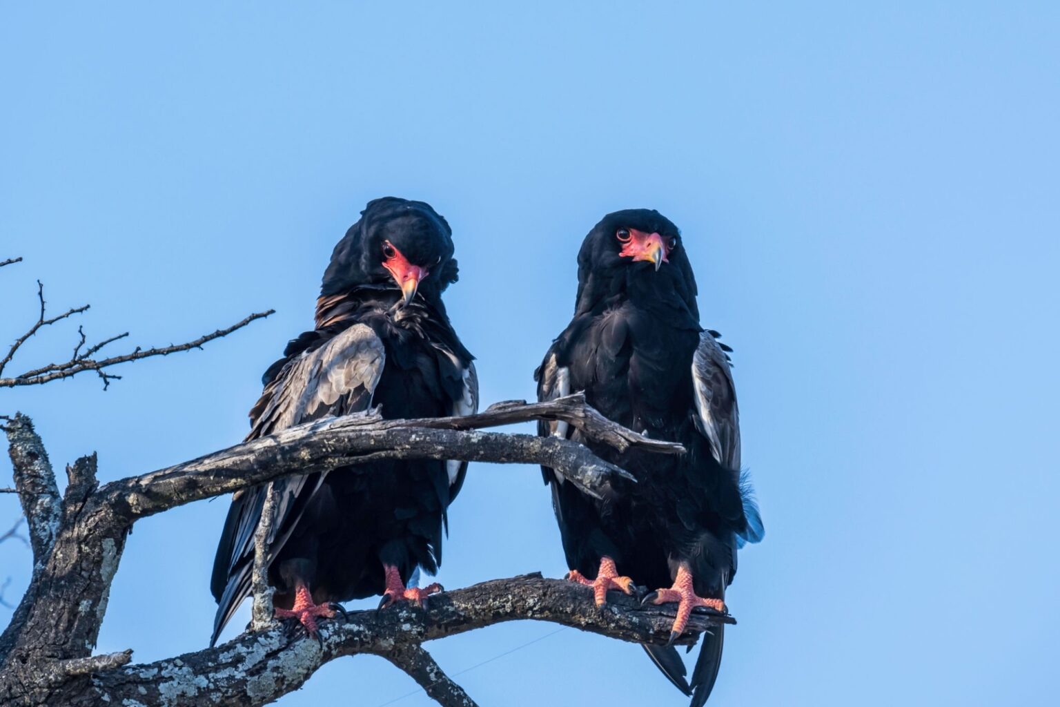 Why Are Birds Endangered?