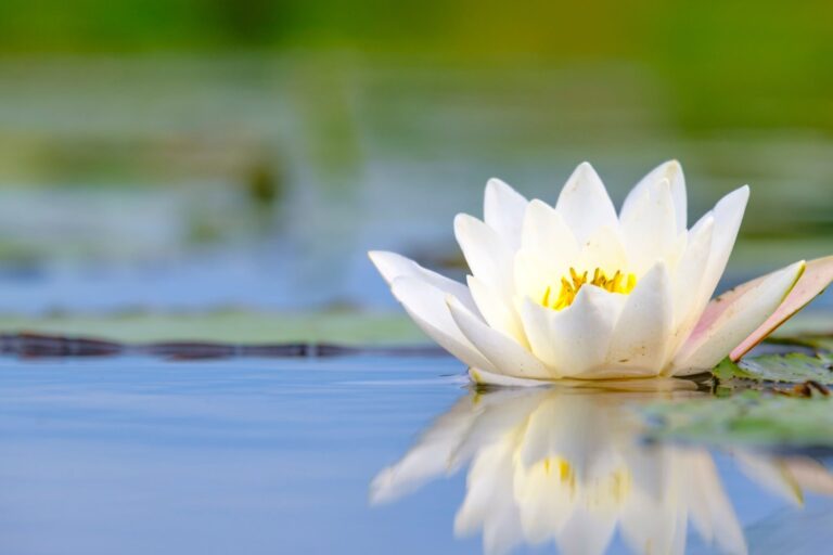 Where Does the Lotus Flower Grow?